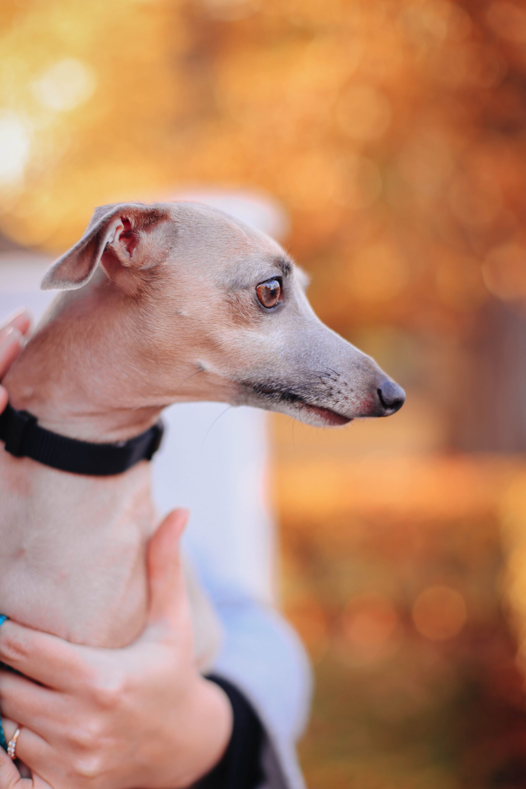 A calm greyhound lounging, a surprising apartment-friendly breed