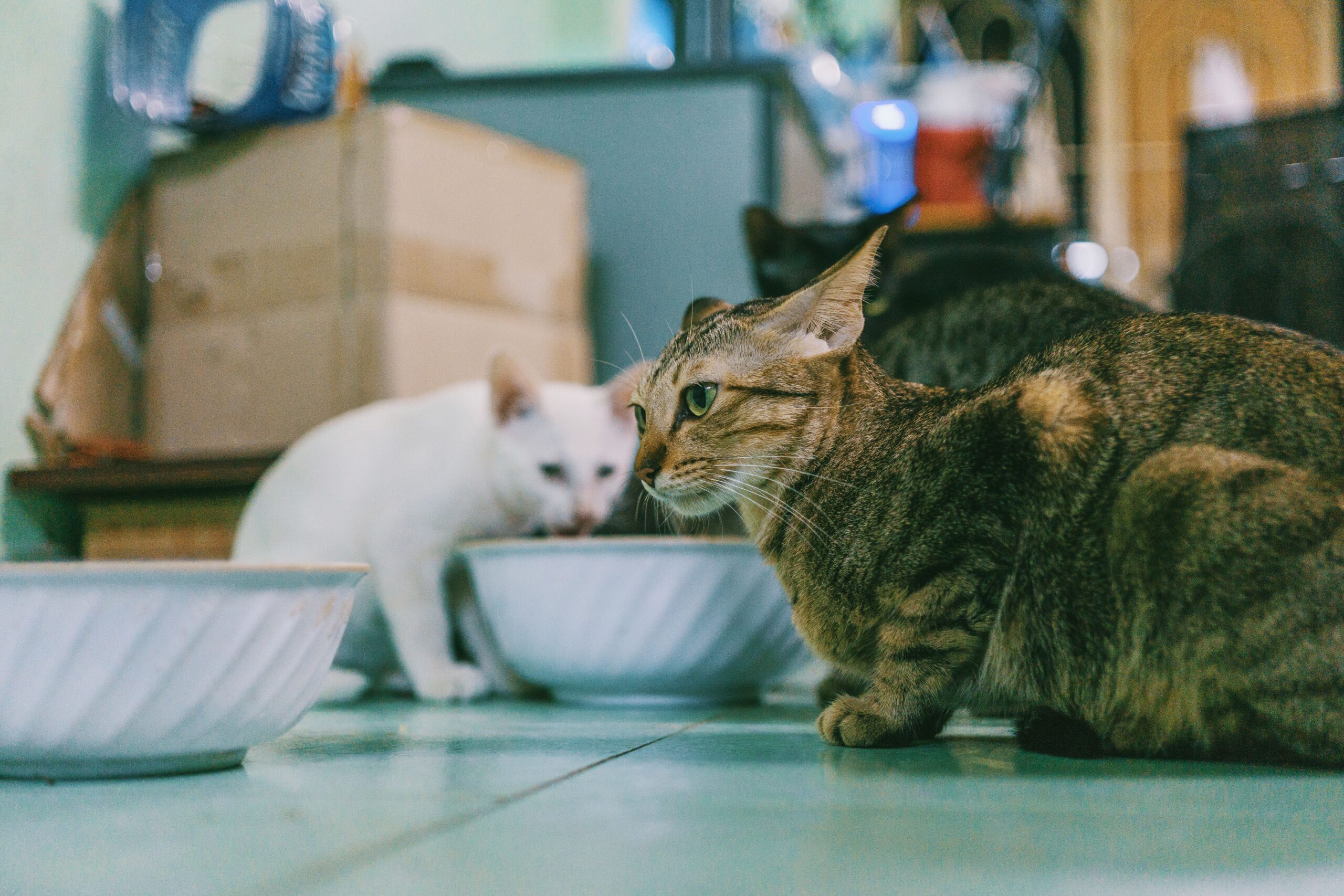 A healthy pet supported by an emergency fund