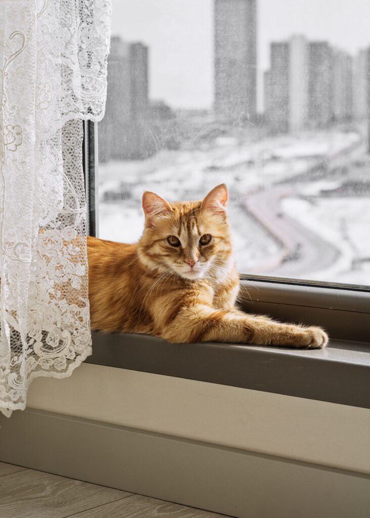 Indoor cat in a studio apartment relaxing on a windowsill