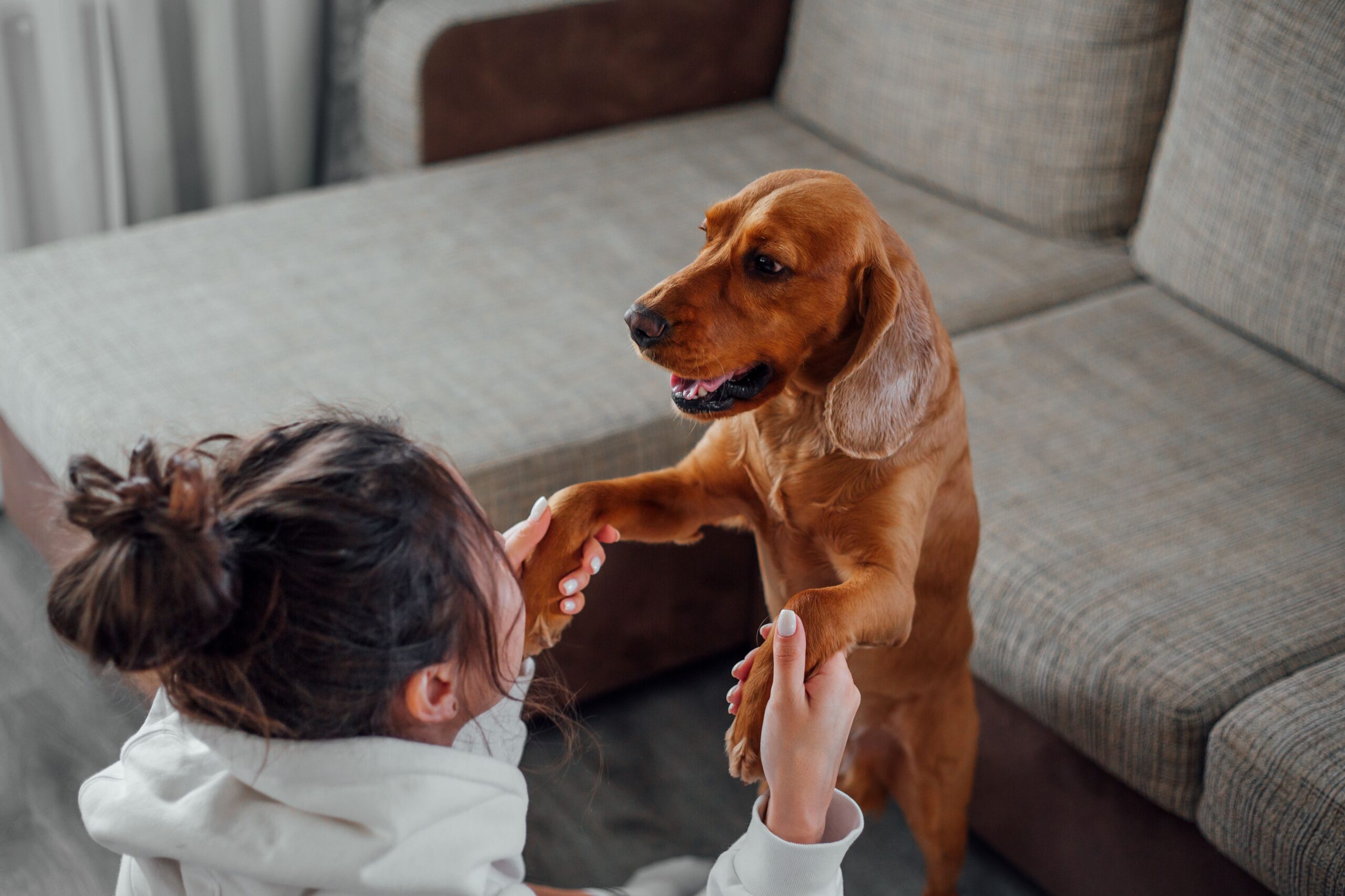 Playing an indoor fetch game to exercise a dog indoors