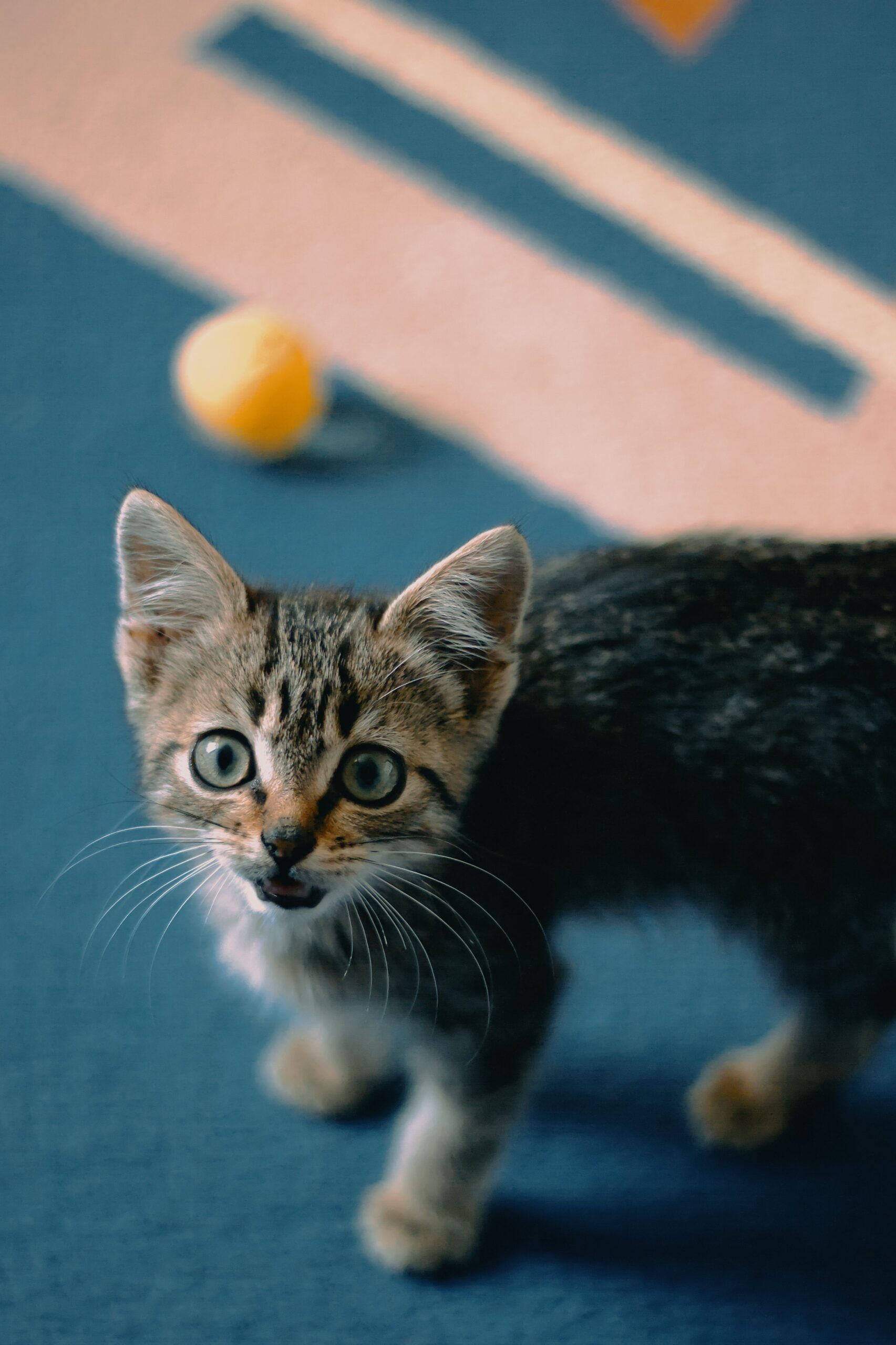 A kitten batting a cheap ball toy across the floor