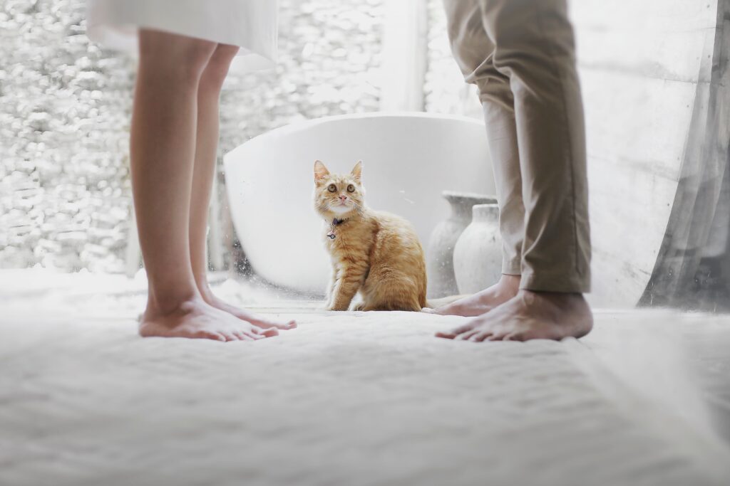 A cat in a small bathroom near its litter box