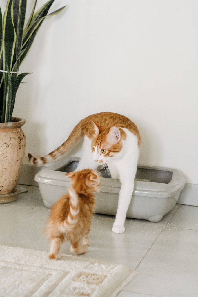 litter box placement in a small apartment
