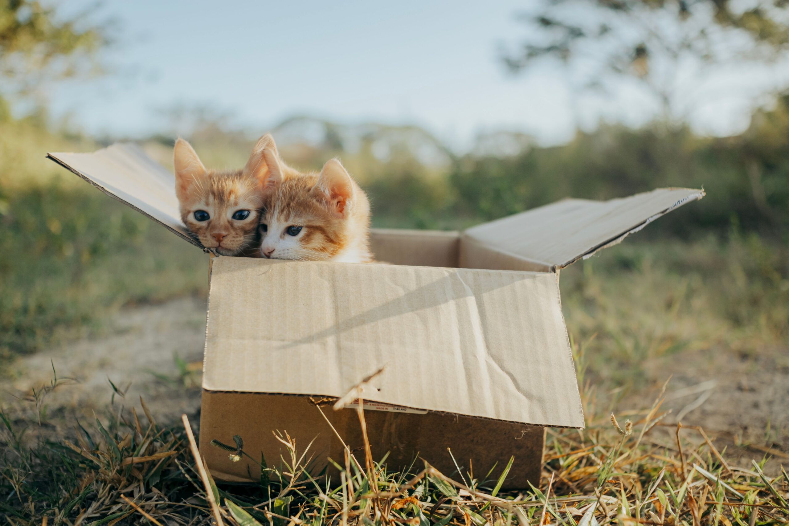 cat entering a discreetly placed litter box