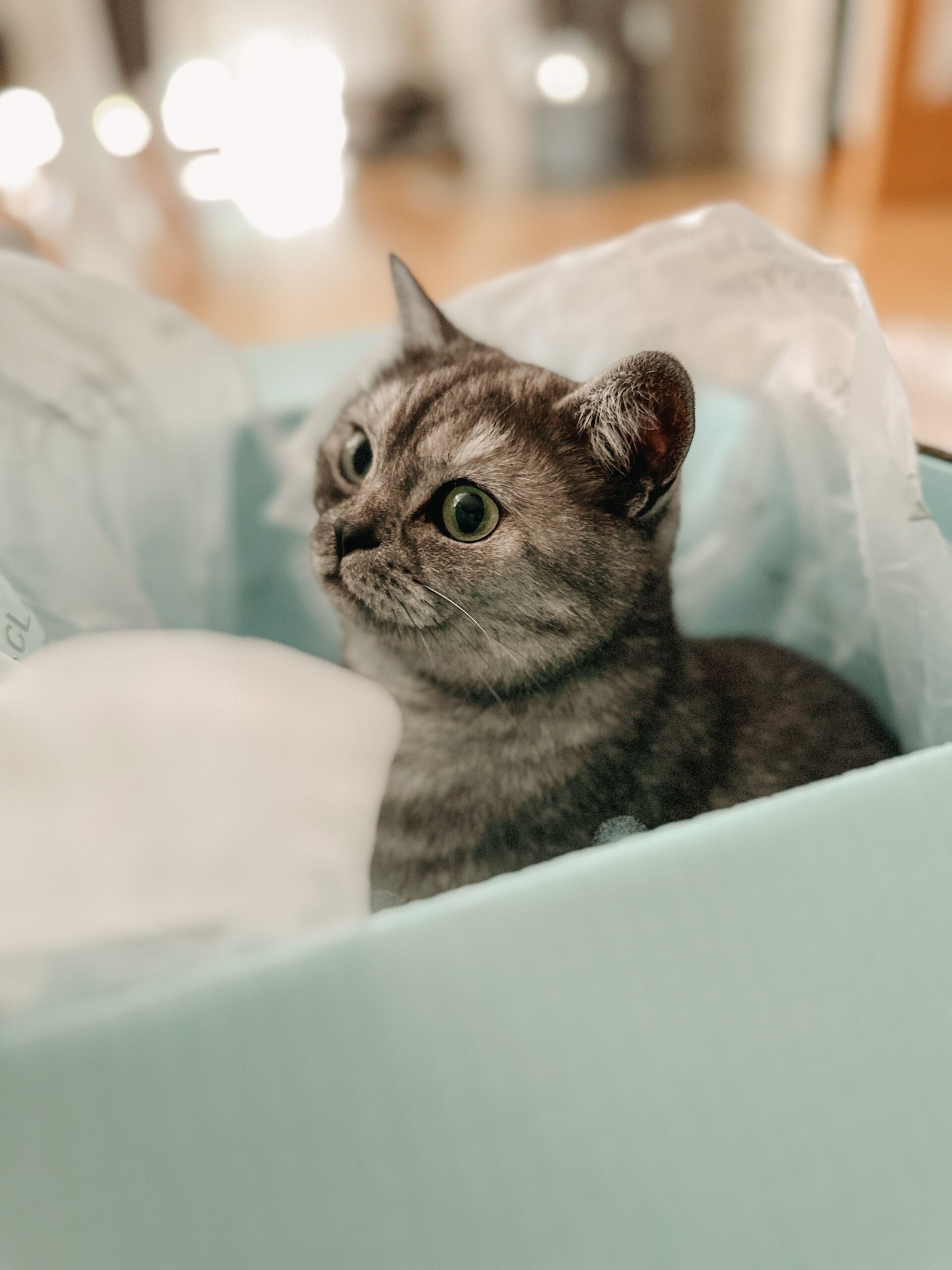 litter box placement options in a studio apartment