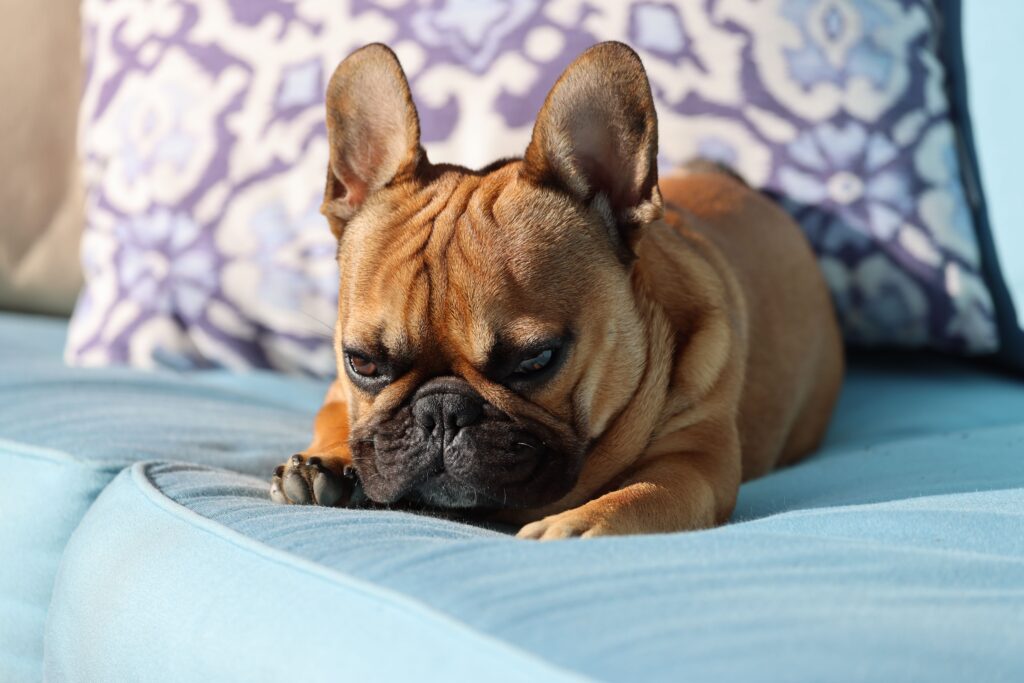 A calm low-energy dog breed relaxing in an apartment