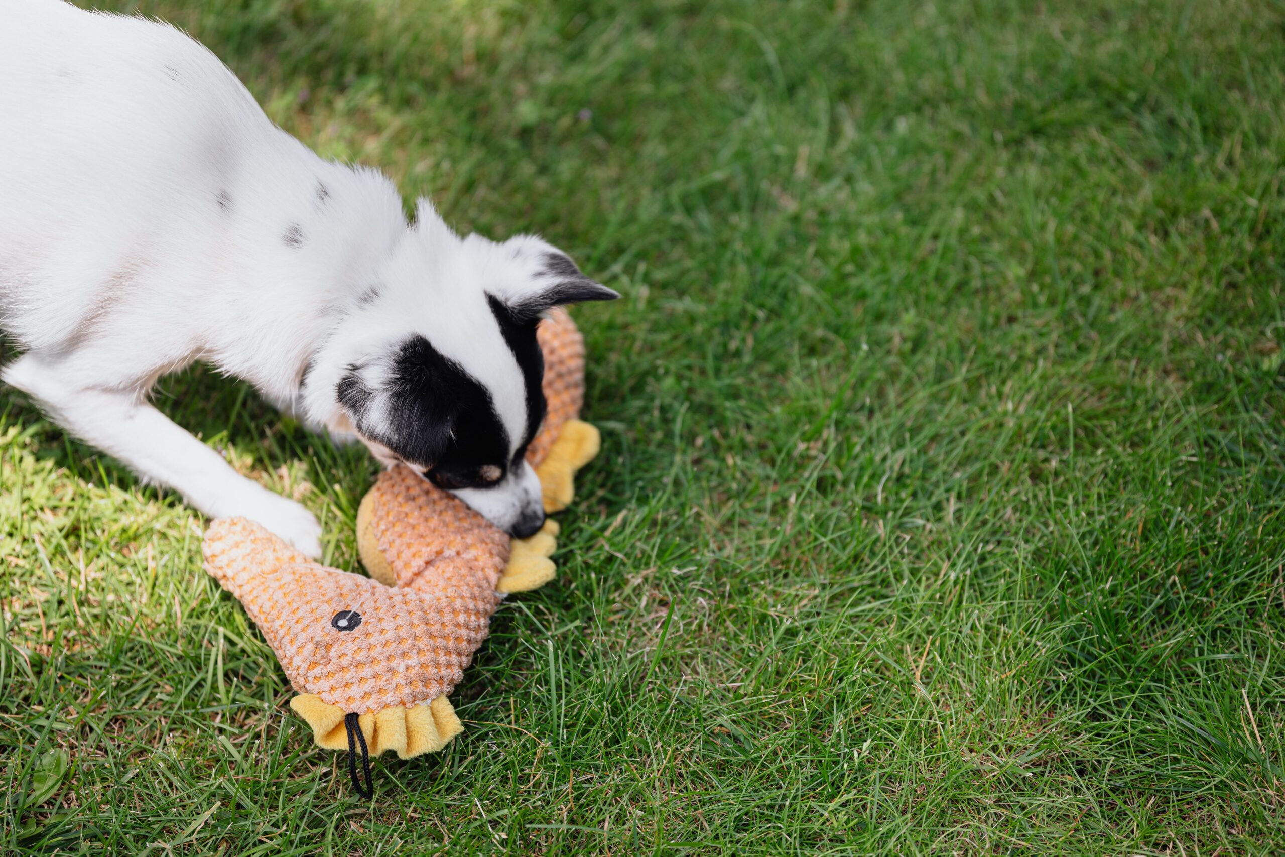 A muffin tin used as a DIY dog puzzle toy