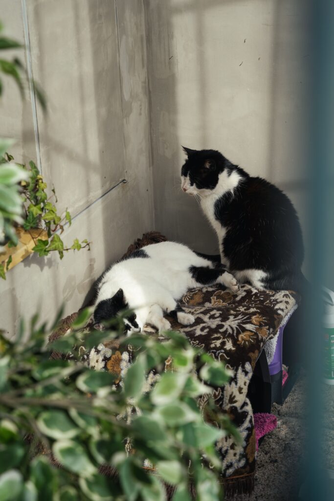 A cozy pet corner in an apartment with no spare room