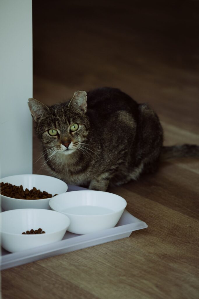 Two pet food and water bowls set up side by side