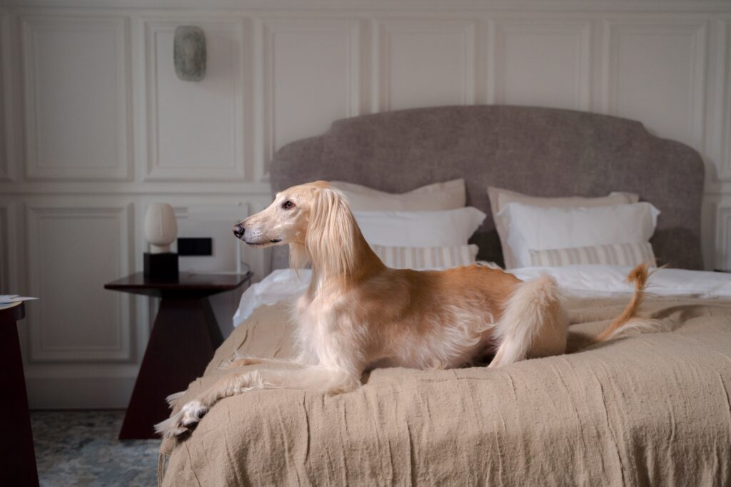A pet-friendly bedroom in a small apartment