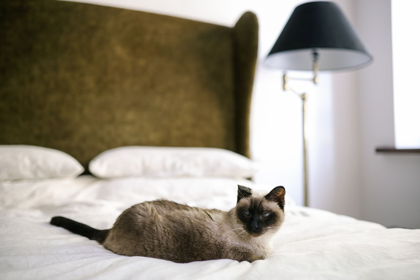 A cat resting in a calm pet-friendly bedroom