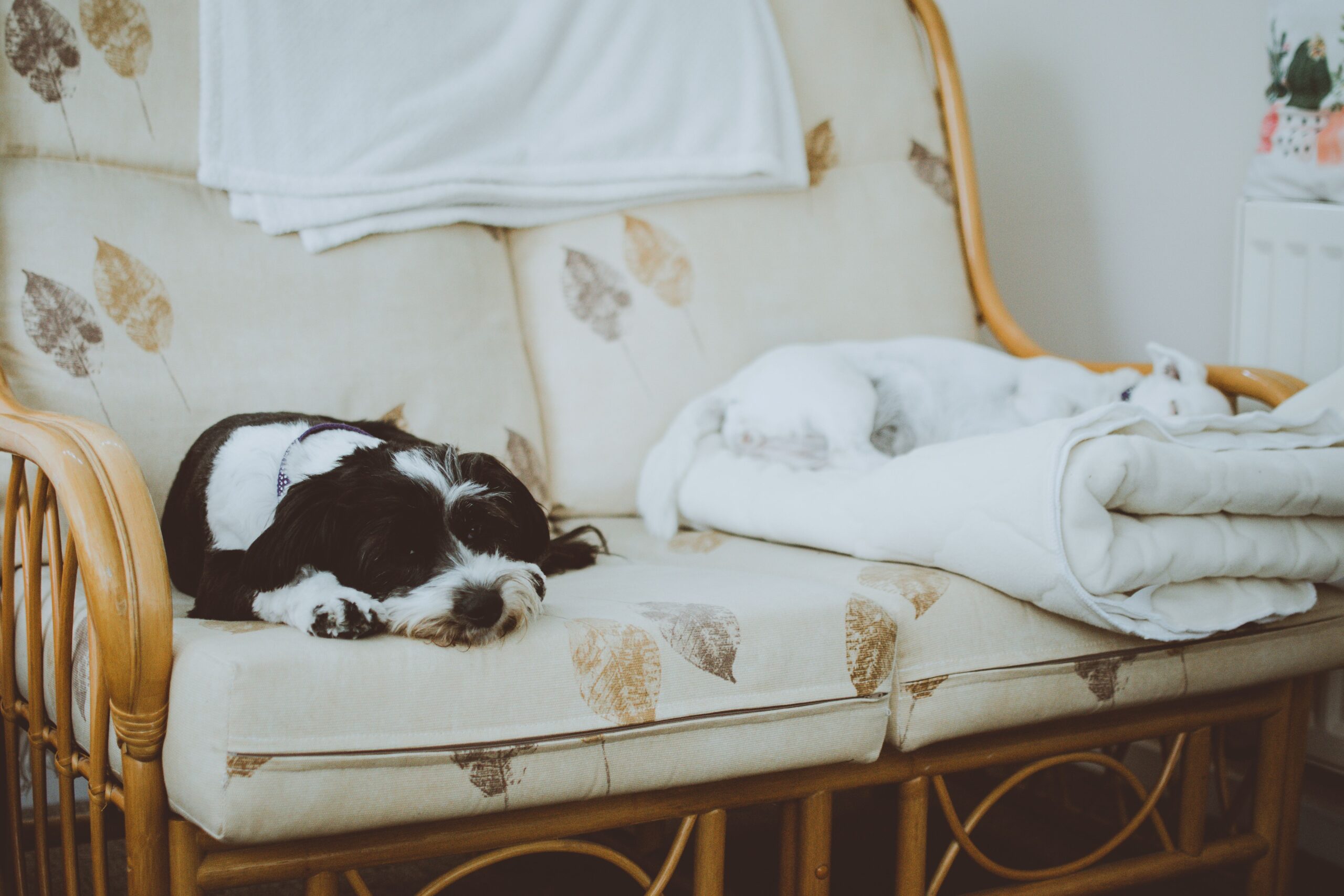 dog resting on a durable pet-friendly sofa