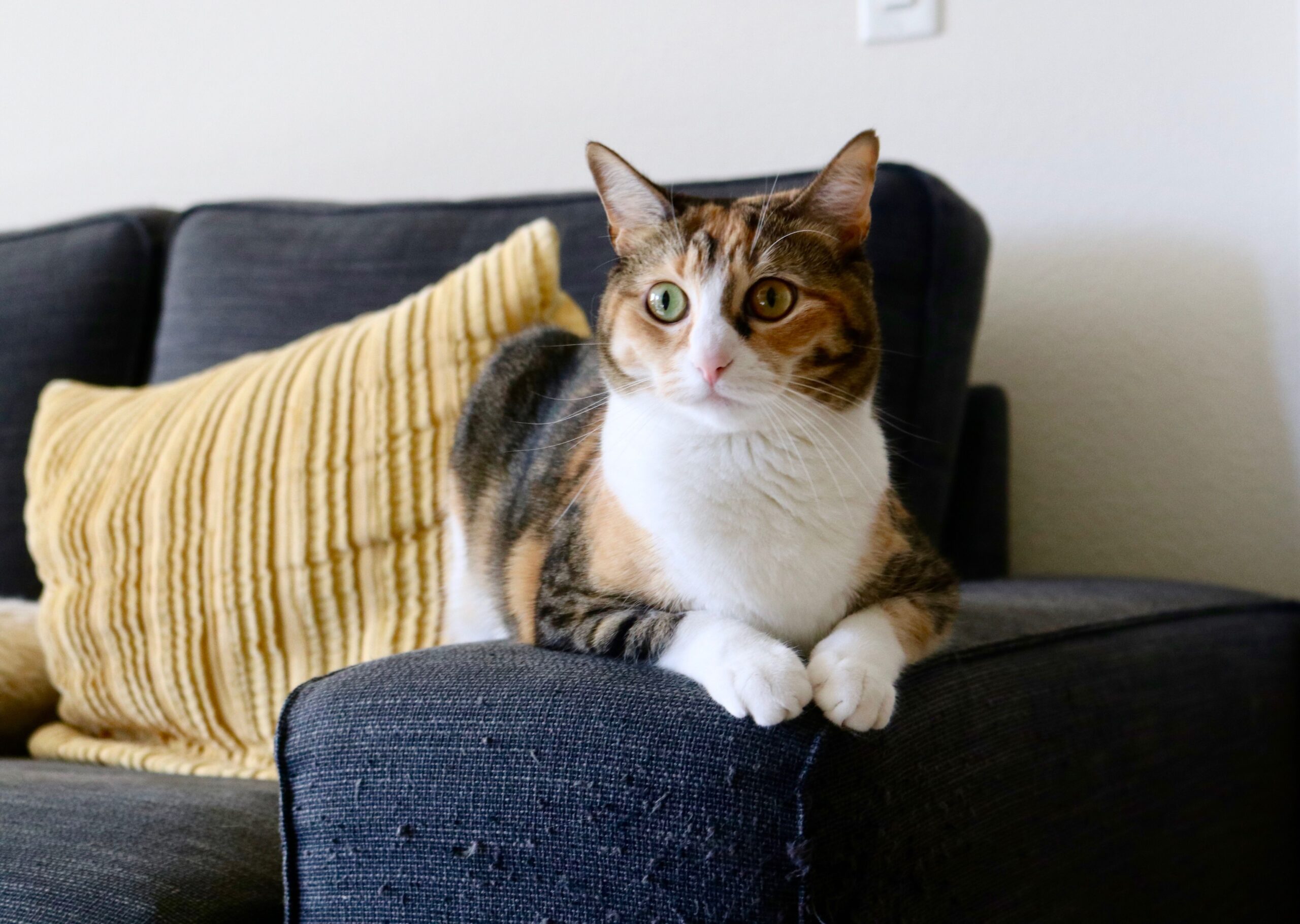 easy-clean pet-friendly furniture in a small apartment