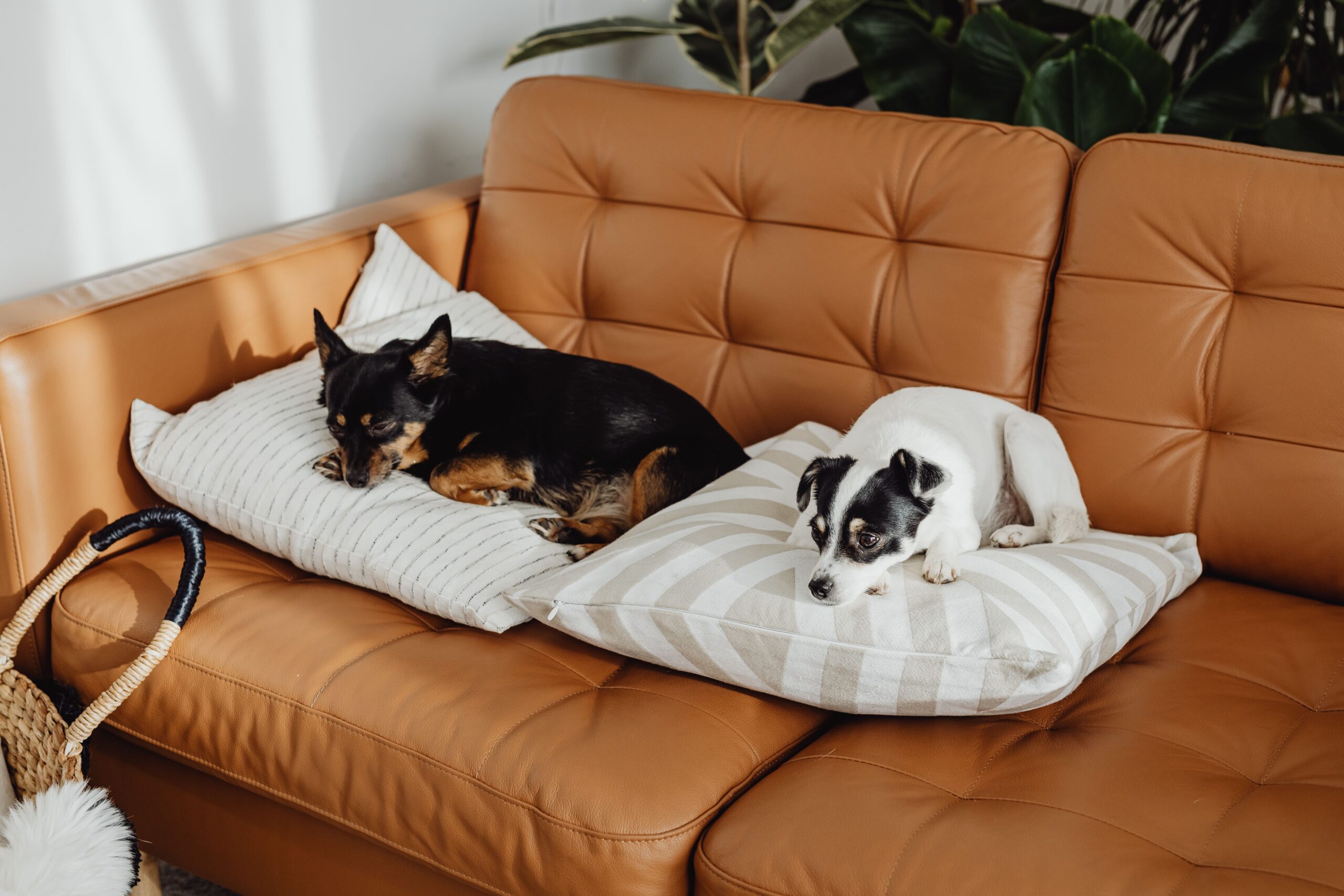 cat on a small-space pet-friendly couch