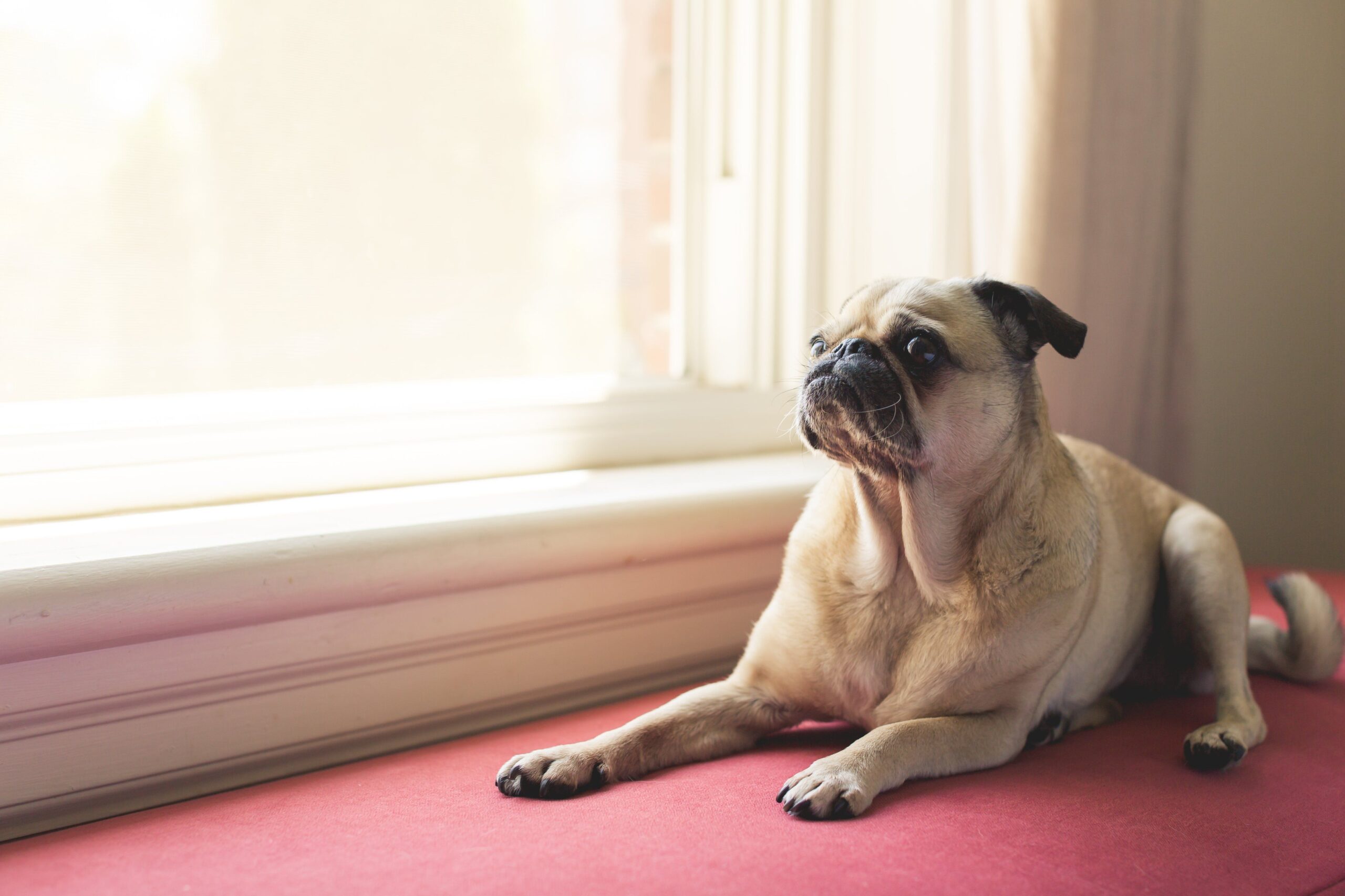 A pug, one of the low-energy dog breeds for apartment living, resting indoors