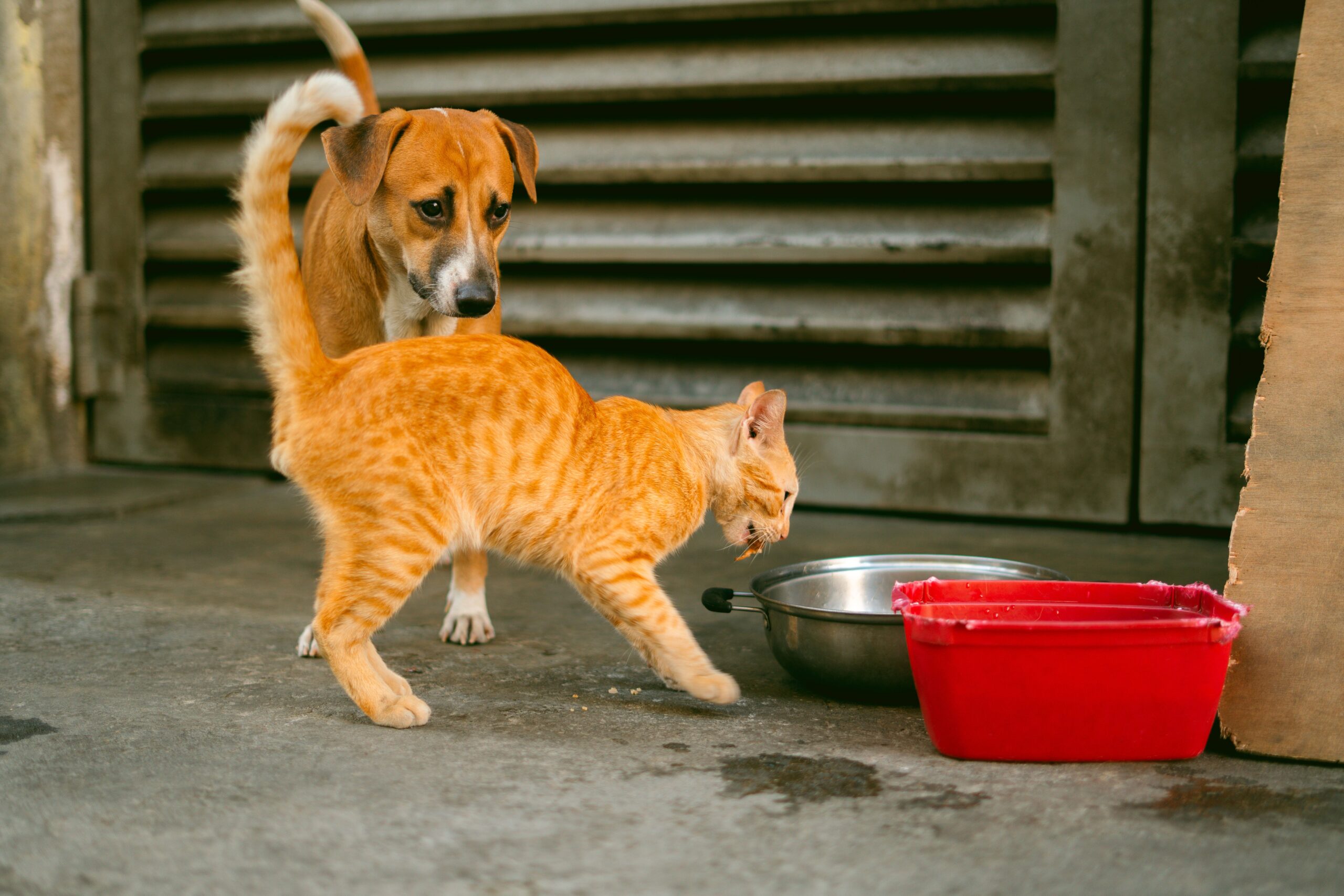 Saving money for future pet vet costs