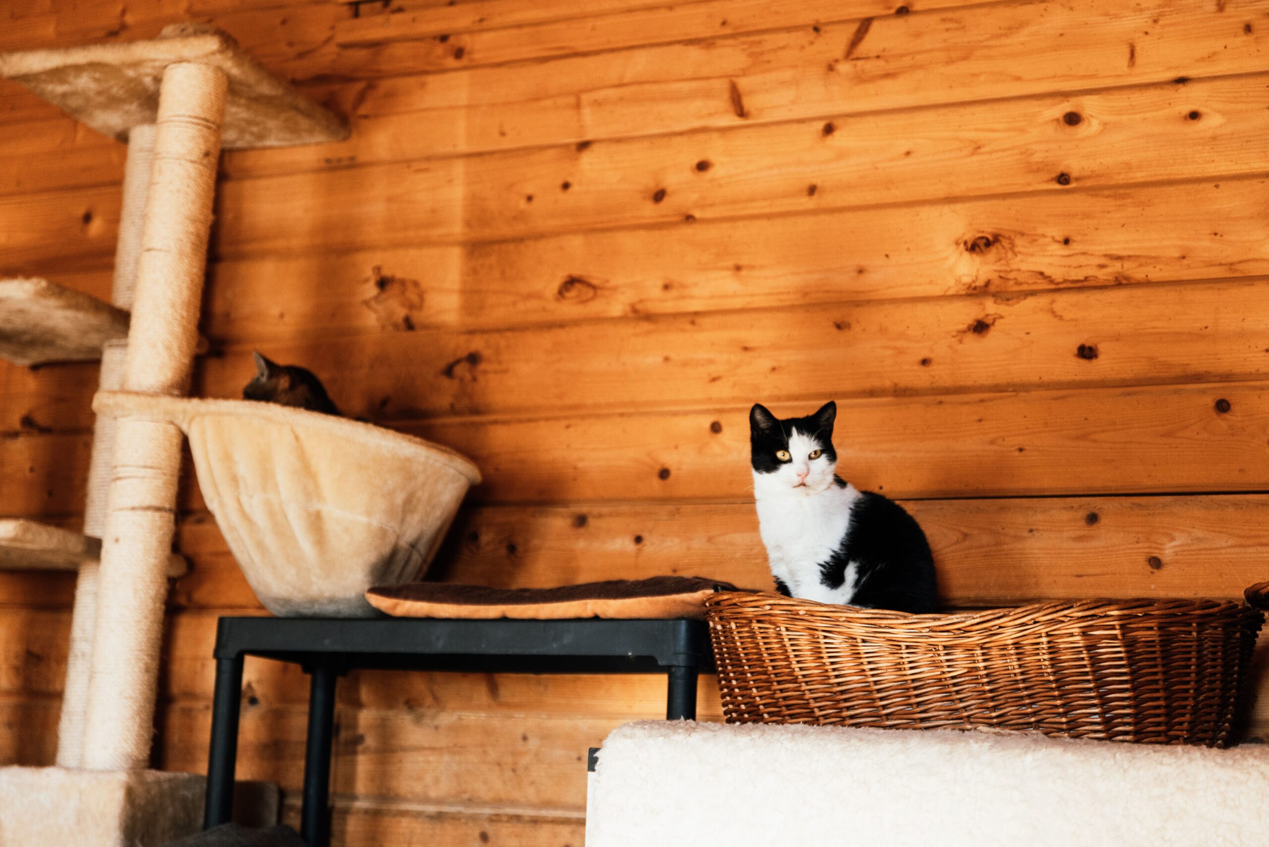 Secondhand find turned into affordable pet furniture