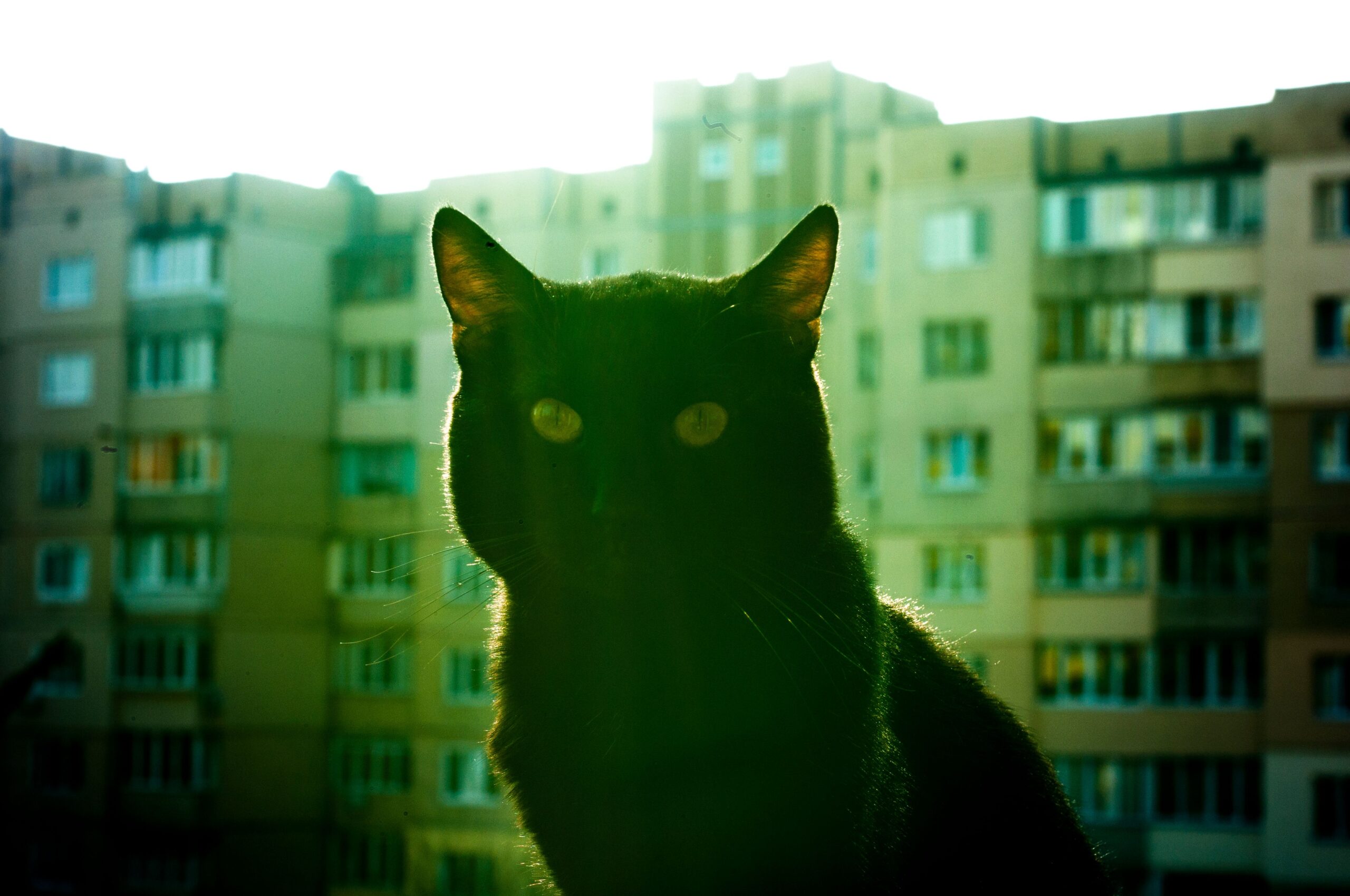 Securing loose cords as part of apartment pet-proofing