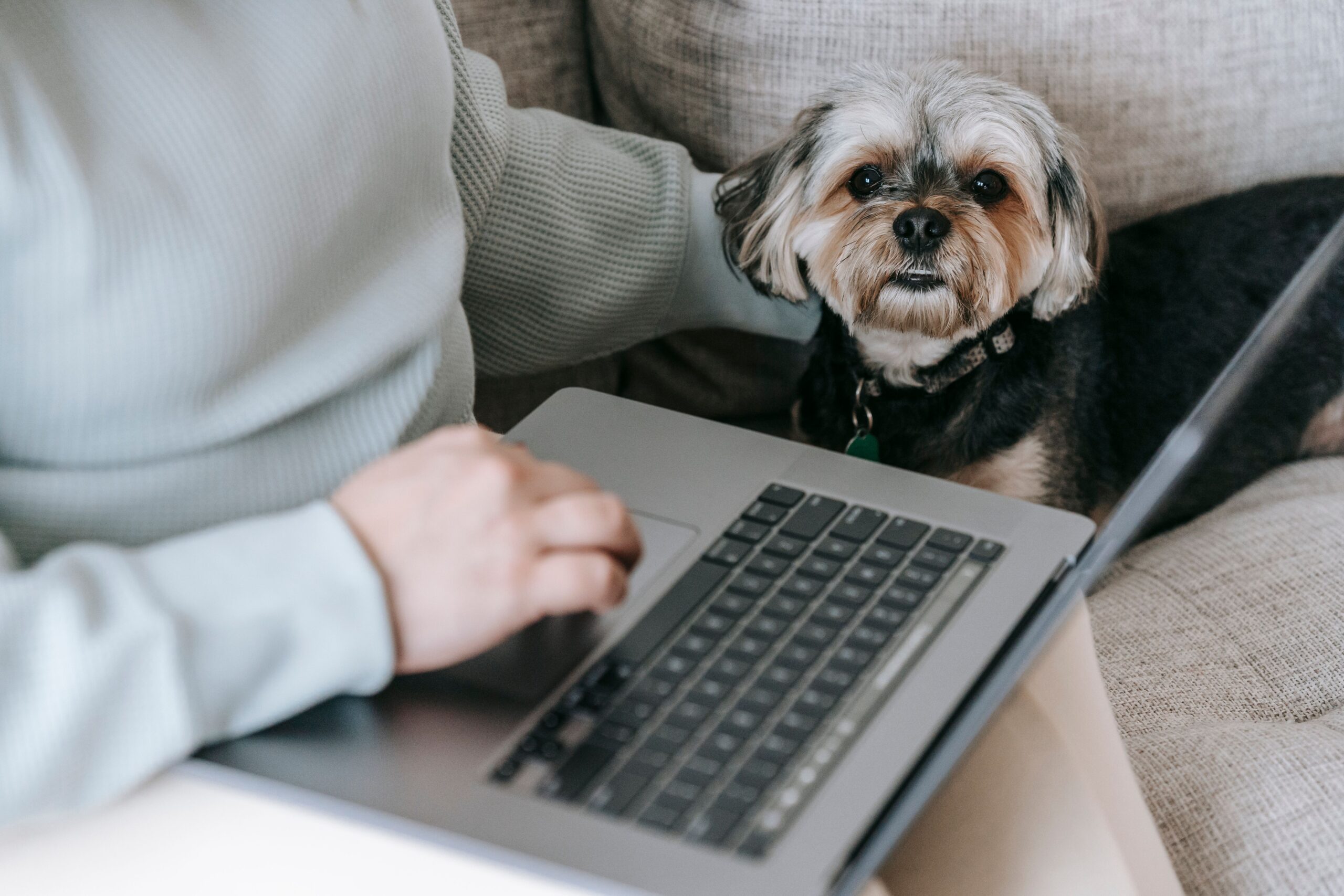 A tidy shared home office set up for a pet owner