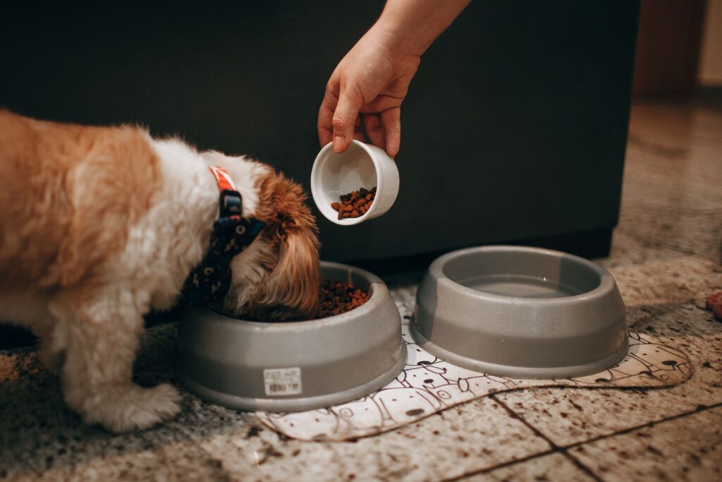 diy slow feeder for dogs using household items