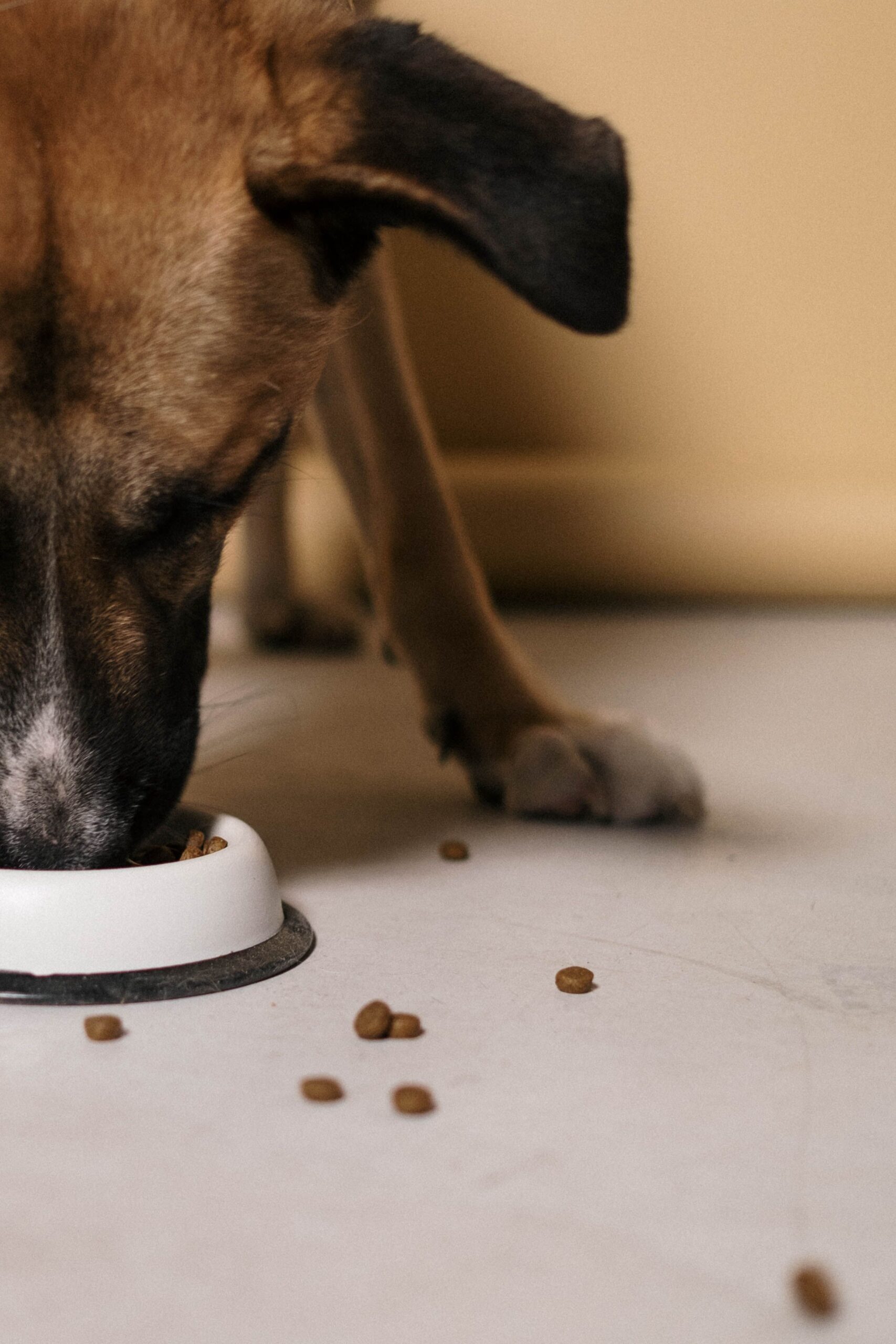 scattered kibble as a diy slow feeder idea