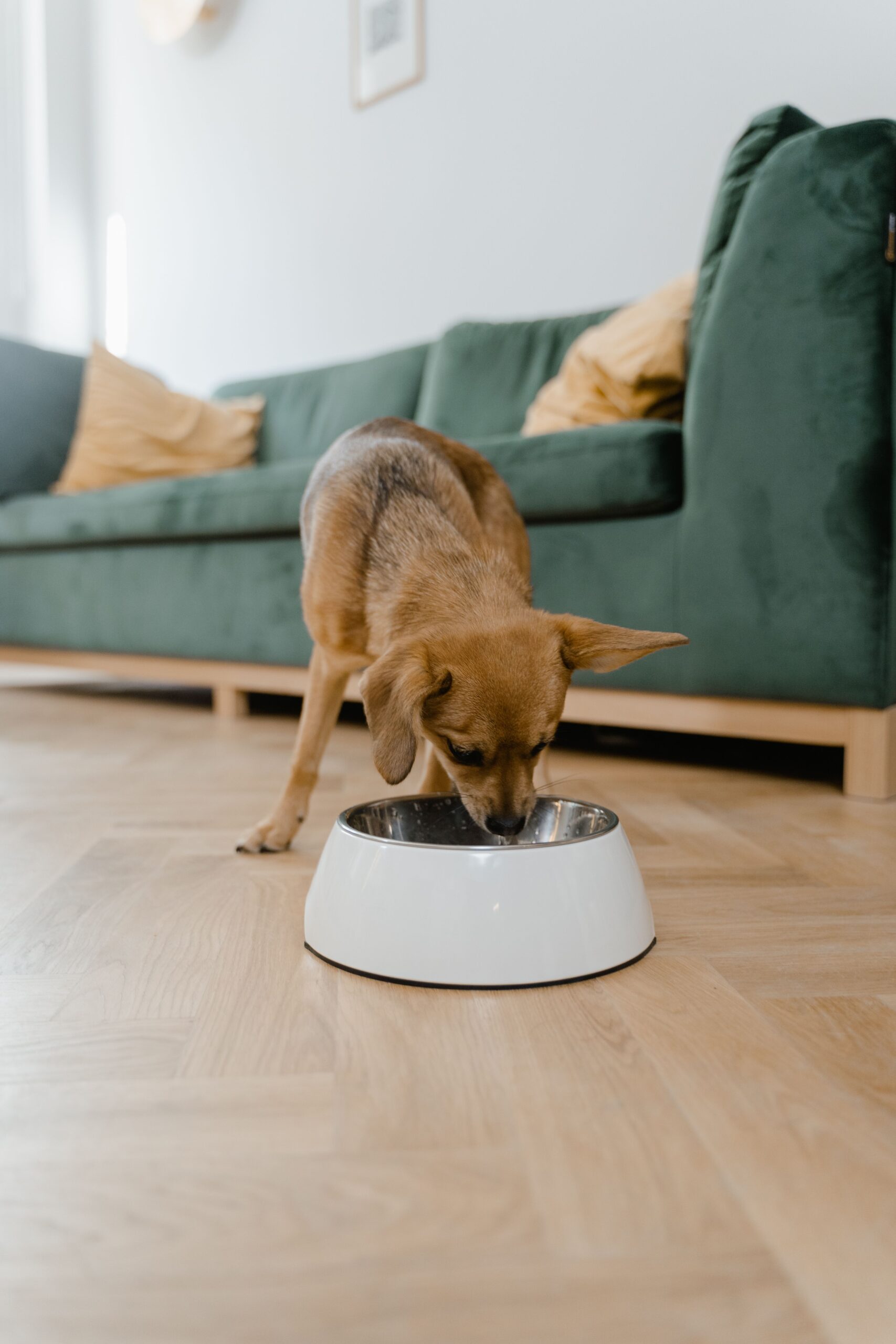 dog eating slowly from a homemade slow feeder