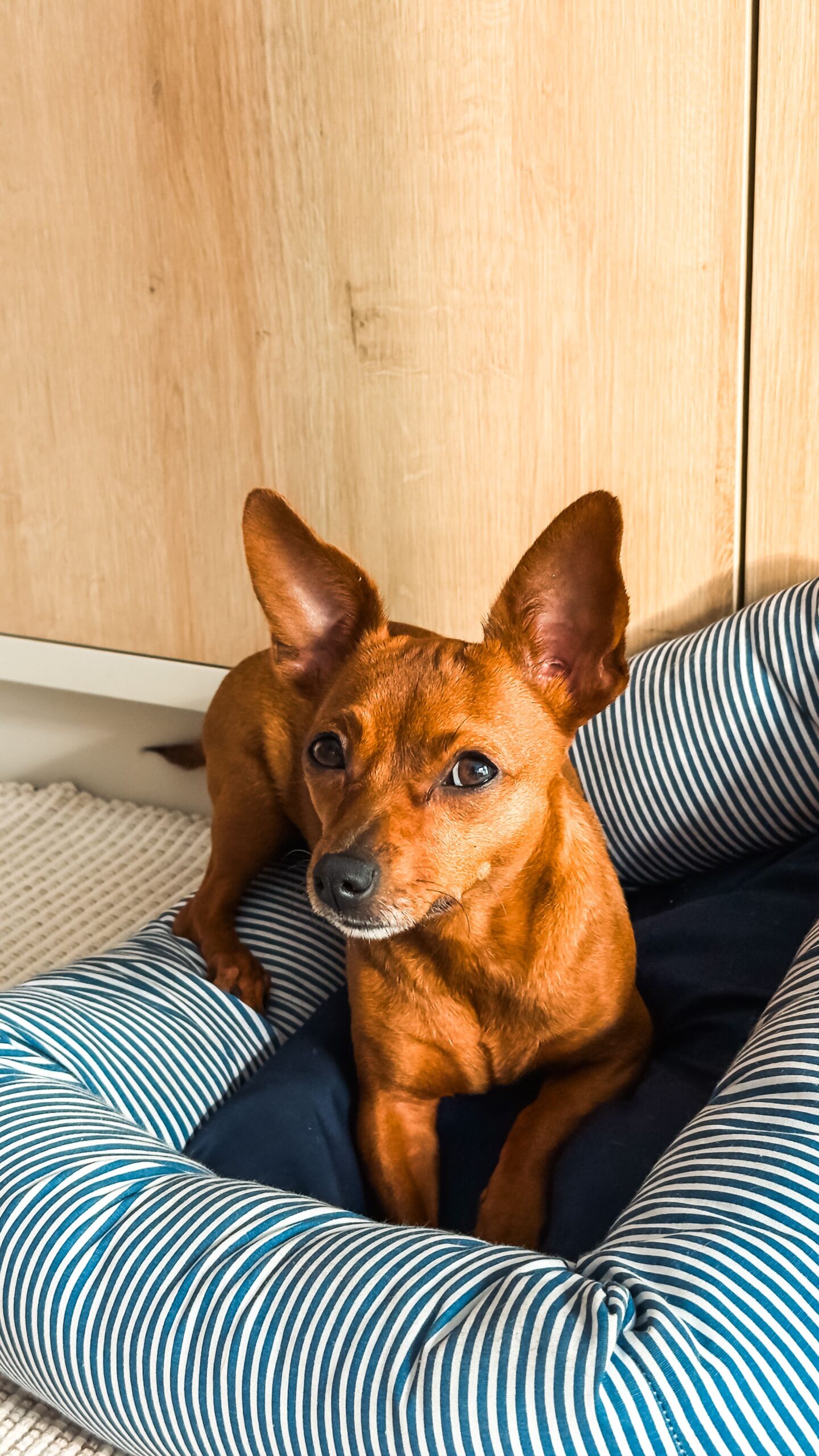 Small dog resting in a compact cozy dog bed indoors