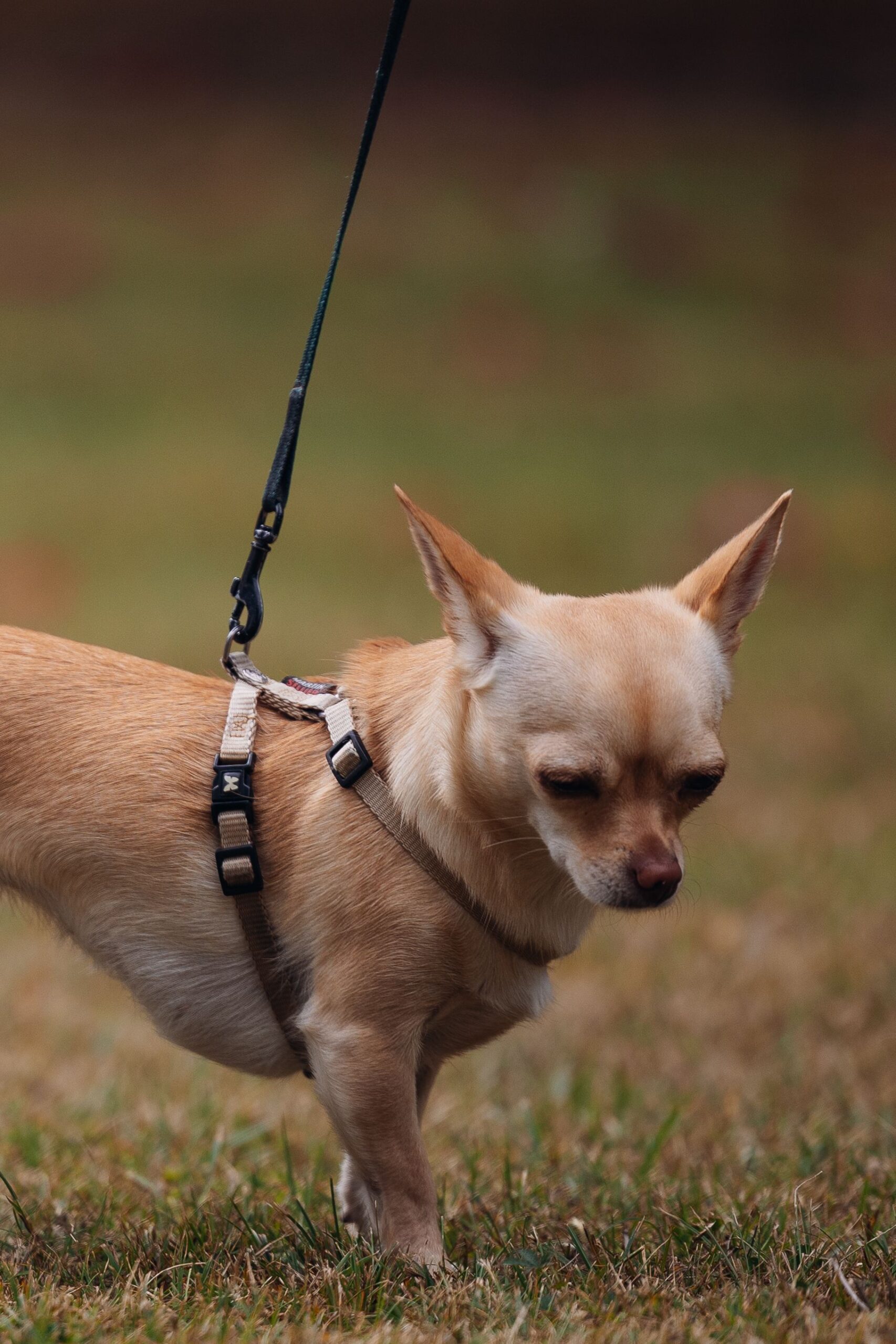 A small apartment dog on a daily leash walk