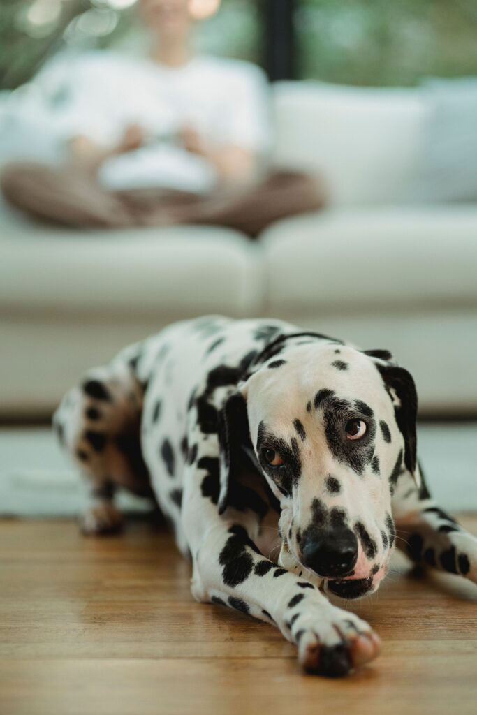 A small living room with a dog resting comfortably