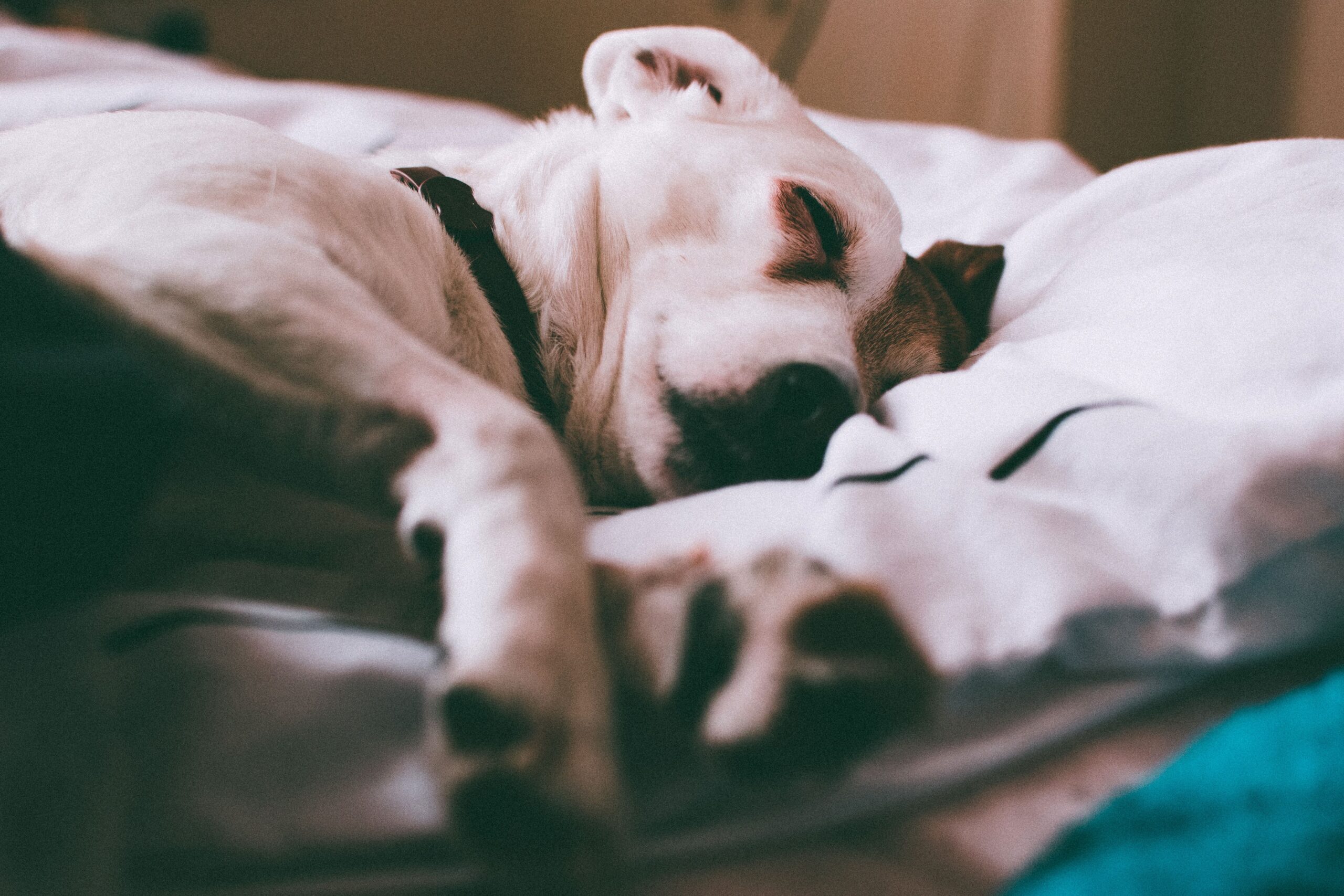 Soft blanket layered in a cozy pet sleeping area