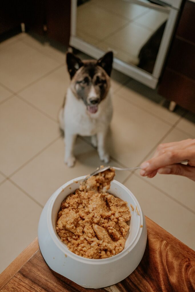 How to store dog food in a small kitchen with an airtight container