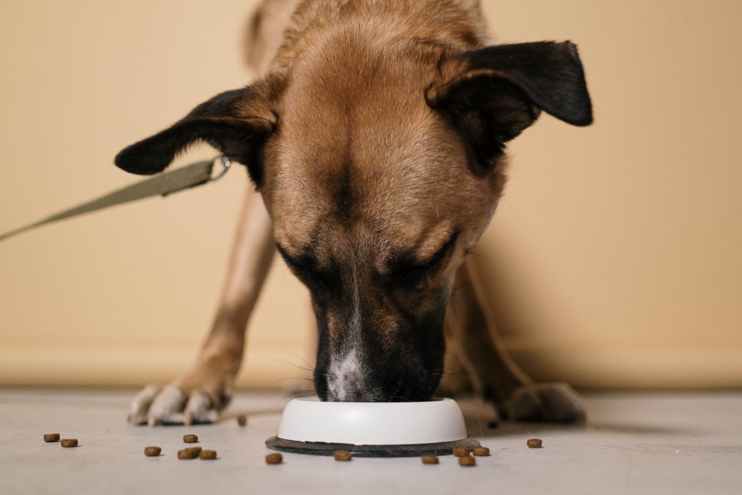 Storing pet food in an airtight container to keep it fresh