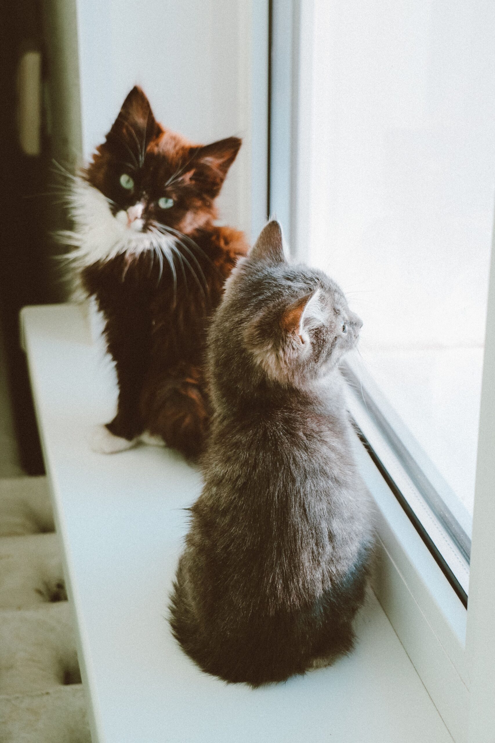 A cat soaking up sun on a padded windowsill