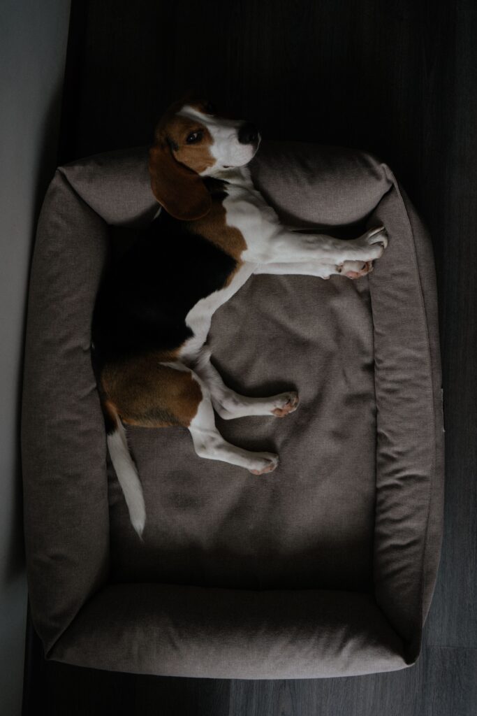 diy dog bed from an old sweater