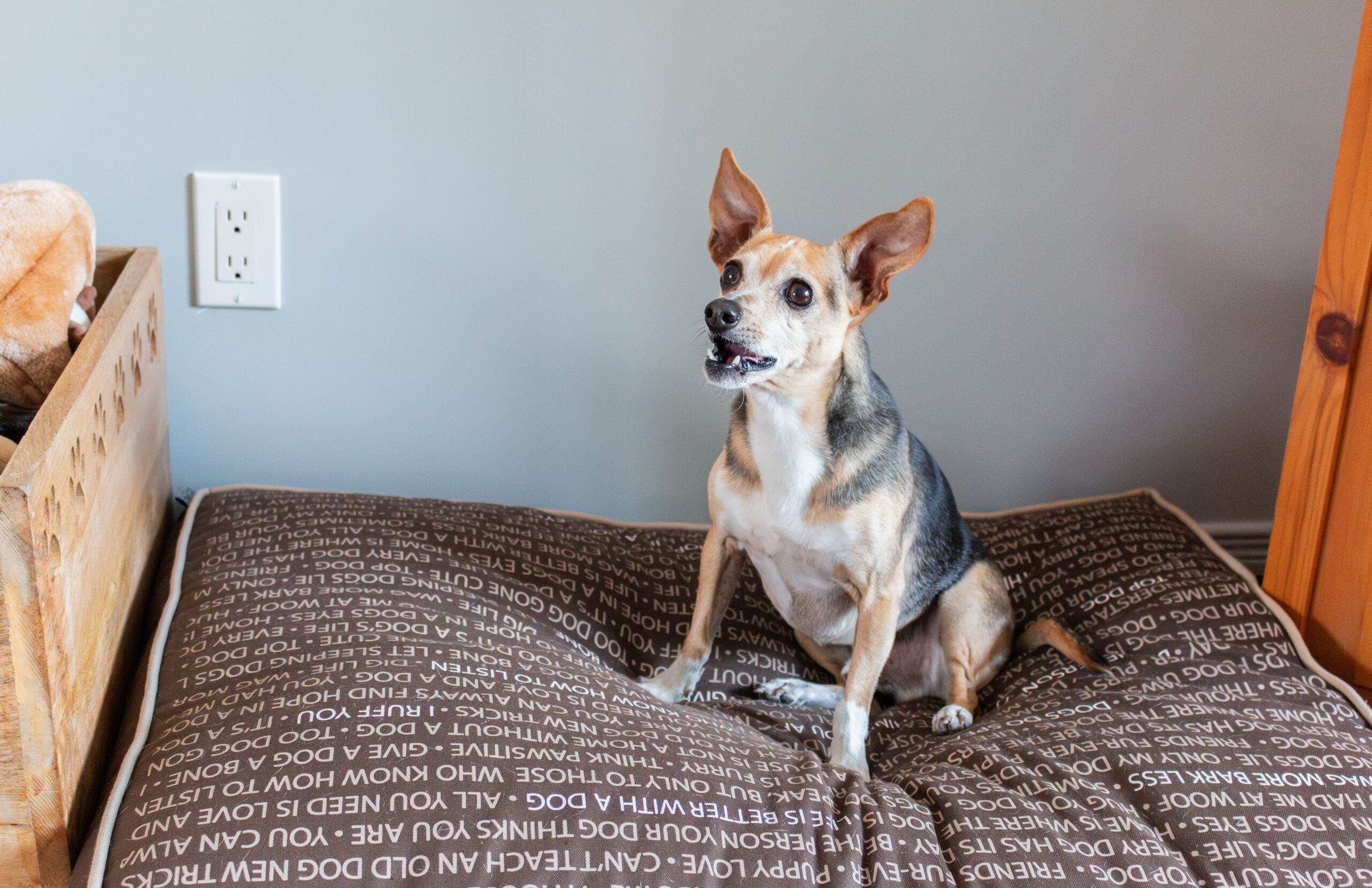 dog resting in a homemade sweater bed