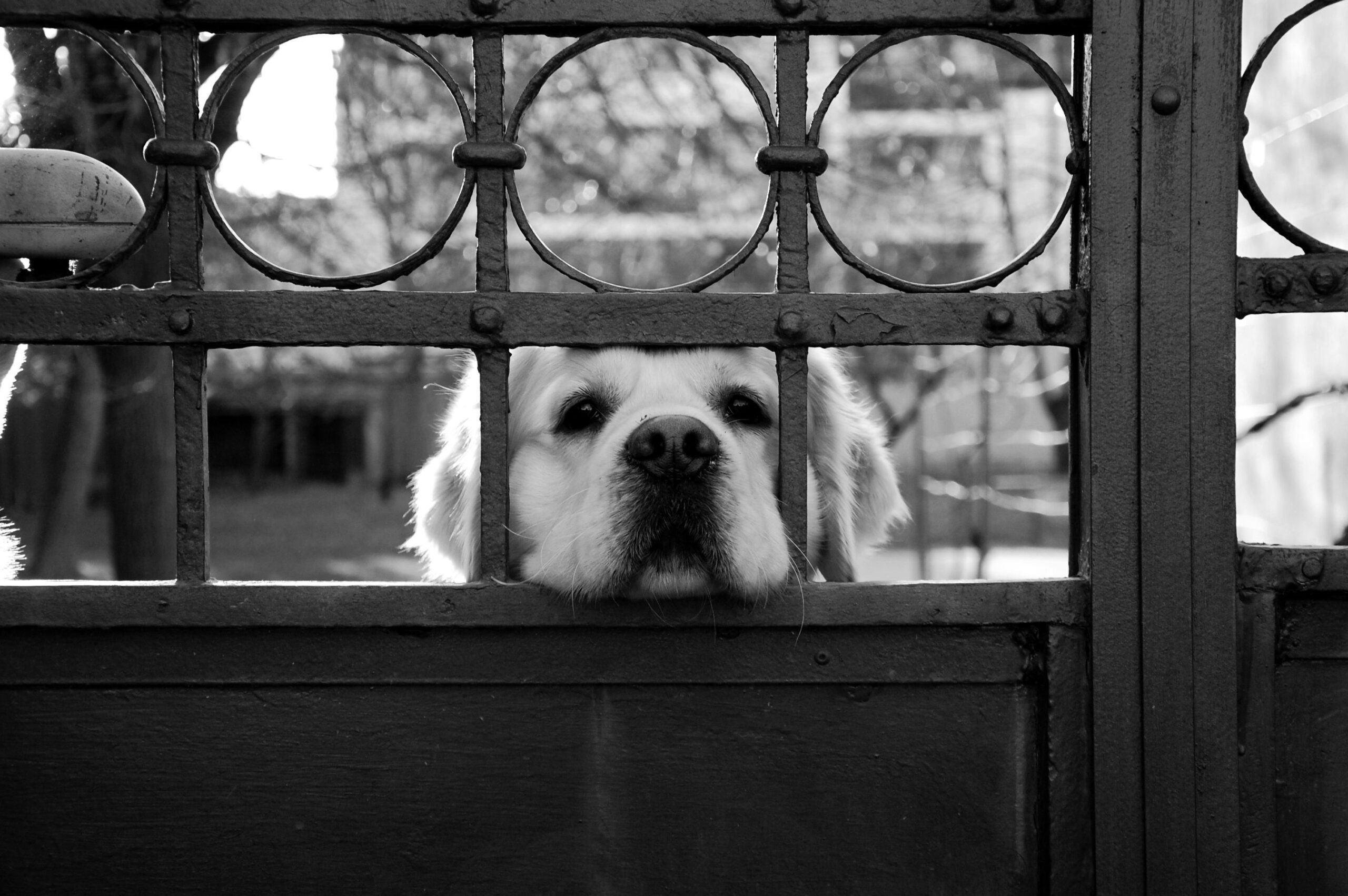 Tension-mounted barrier used as a DIY pet gate for renters