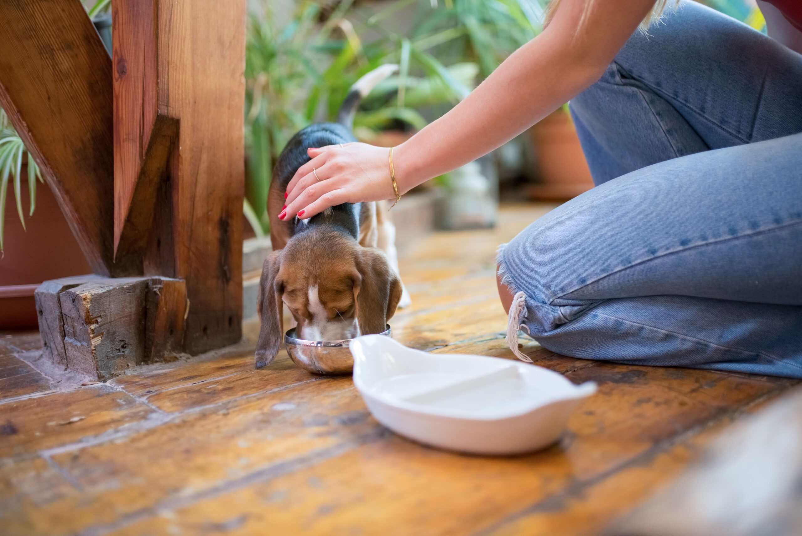 Food and supplies stored neatly beside a pet feeding station