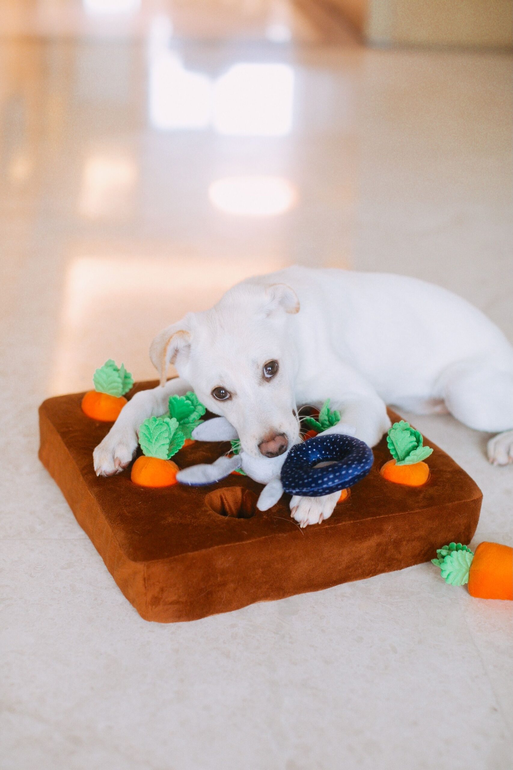A rolled towel hiding treats as a DIY dog puzzle toy