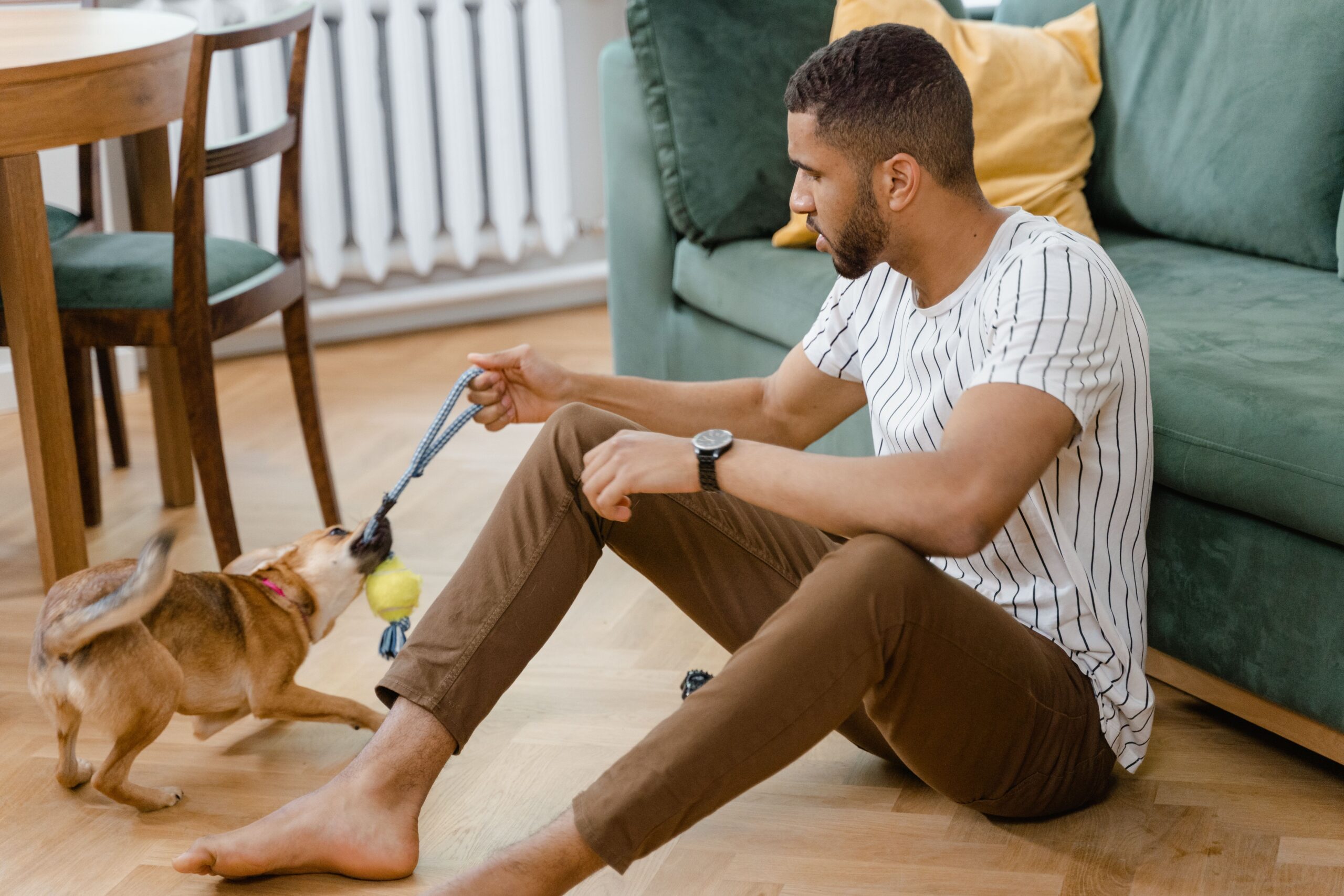 A dog playing tug and puzzle games inside a small home