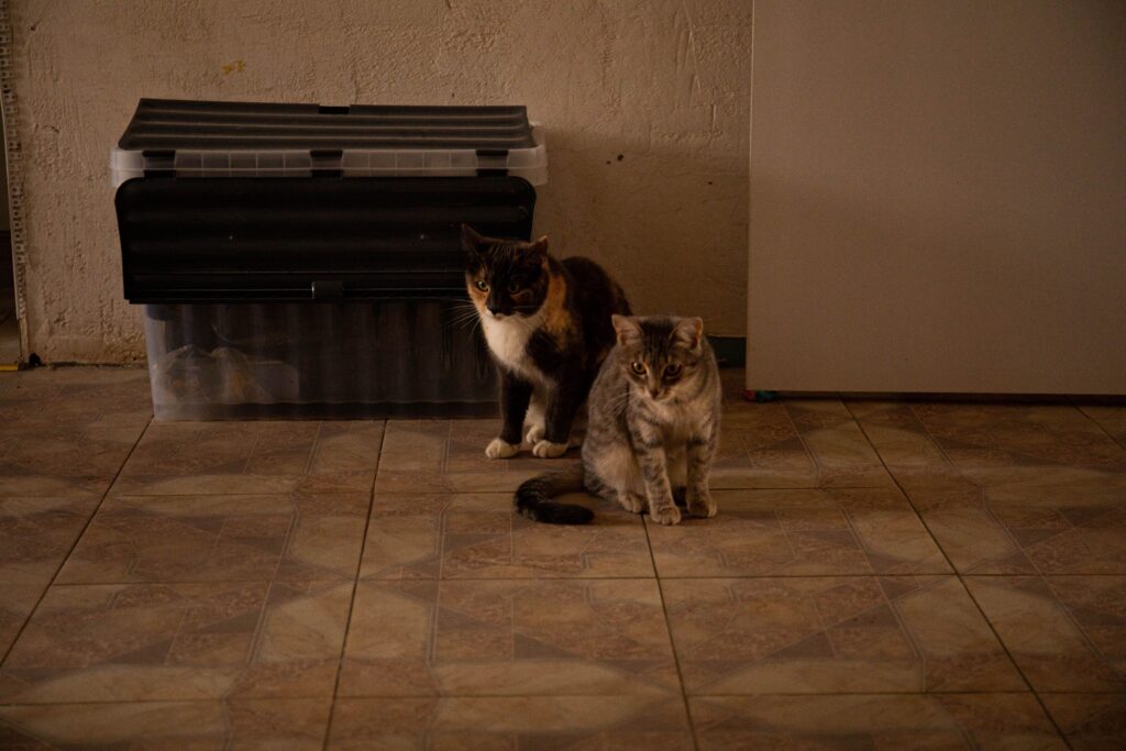 Two cats in a small apartment resting together