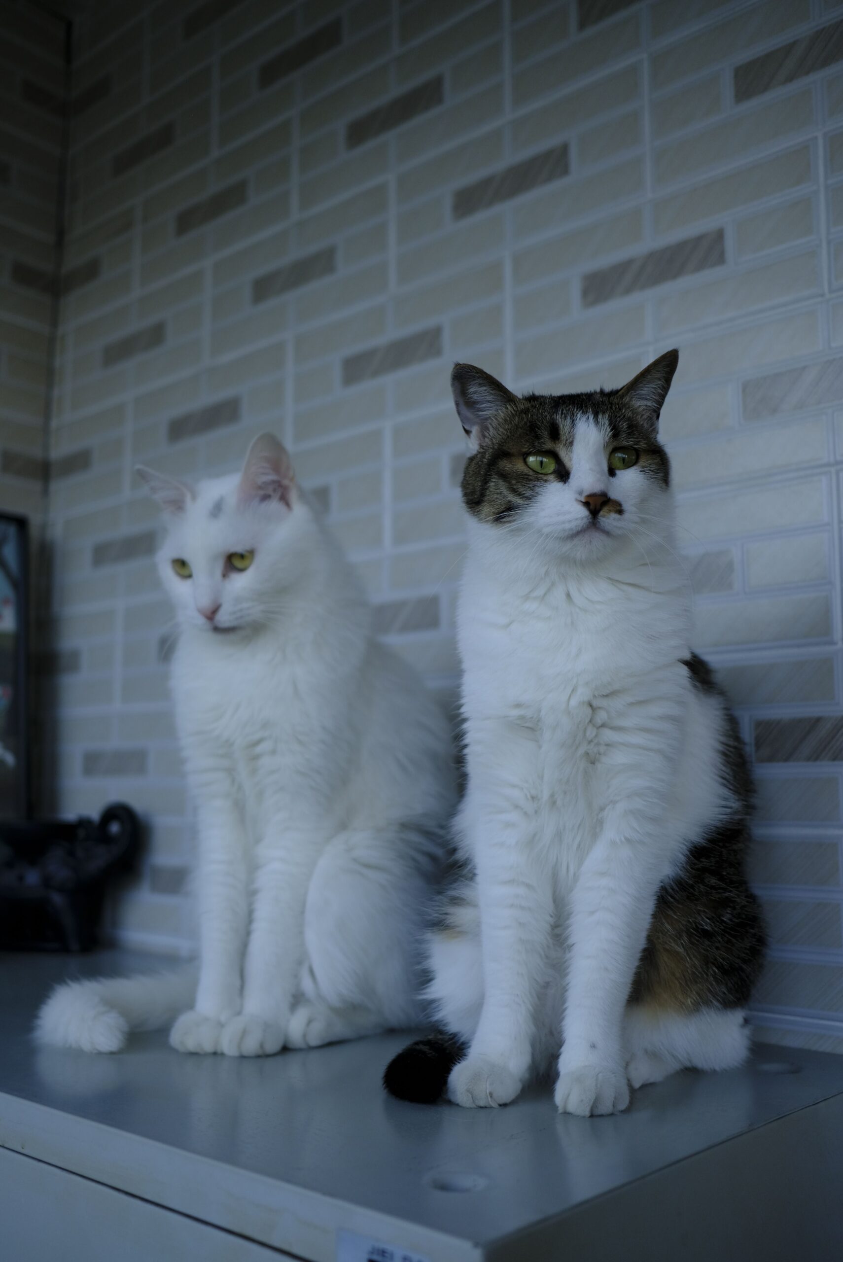 Two cats sharing vertical space in a small apartment
