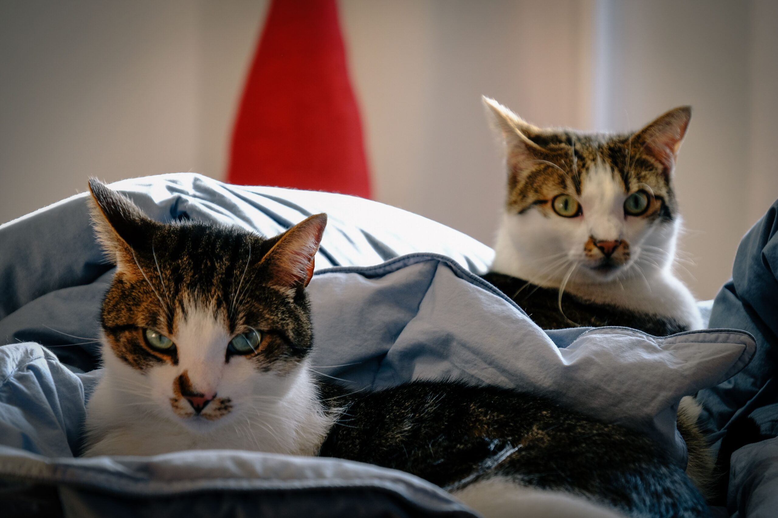 Two cats sharing a window perch in an apartment