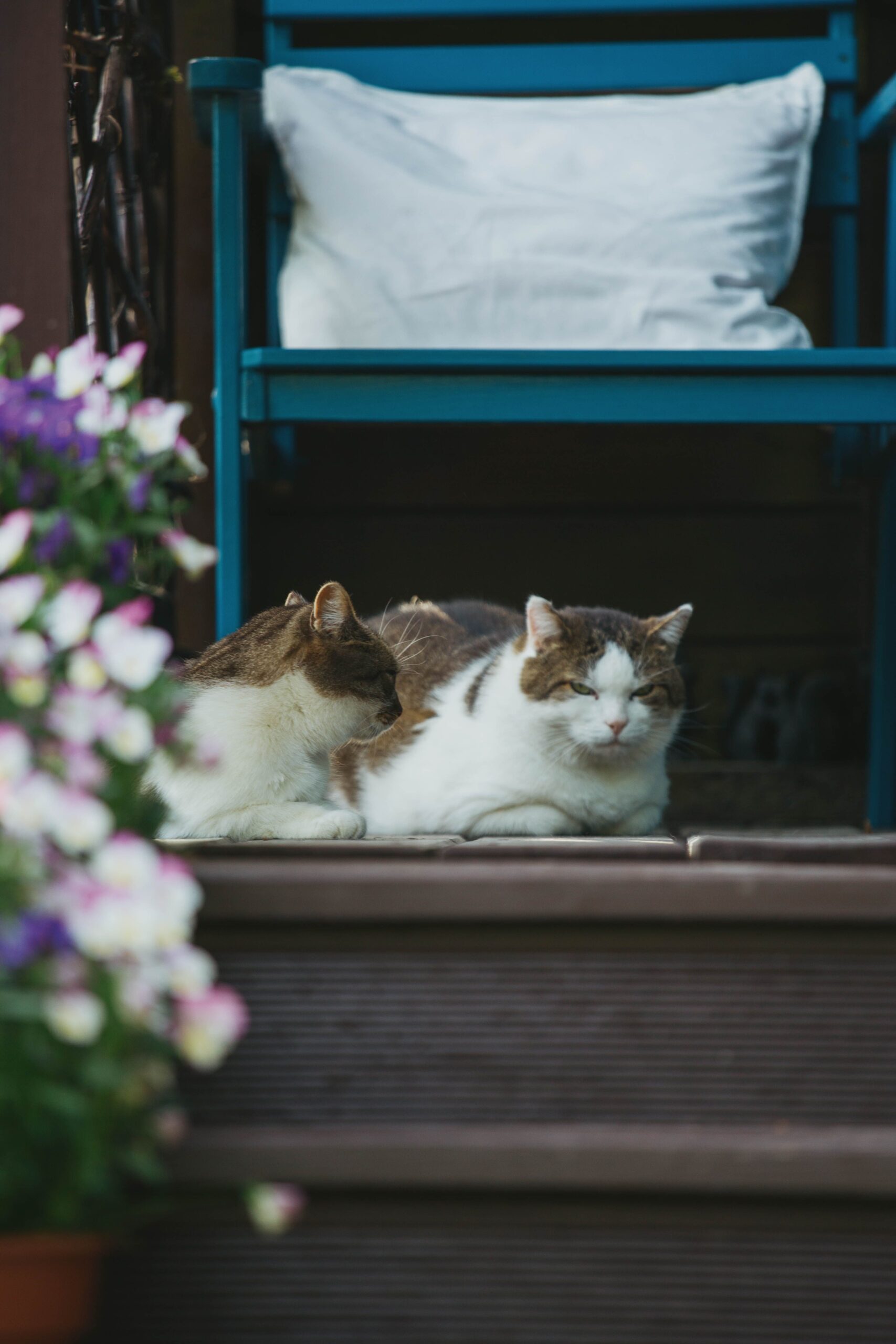 Separate resources for two cats in a small apartment