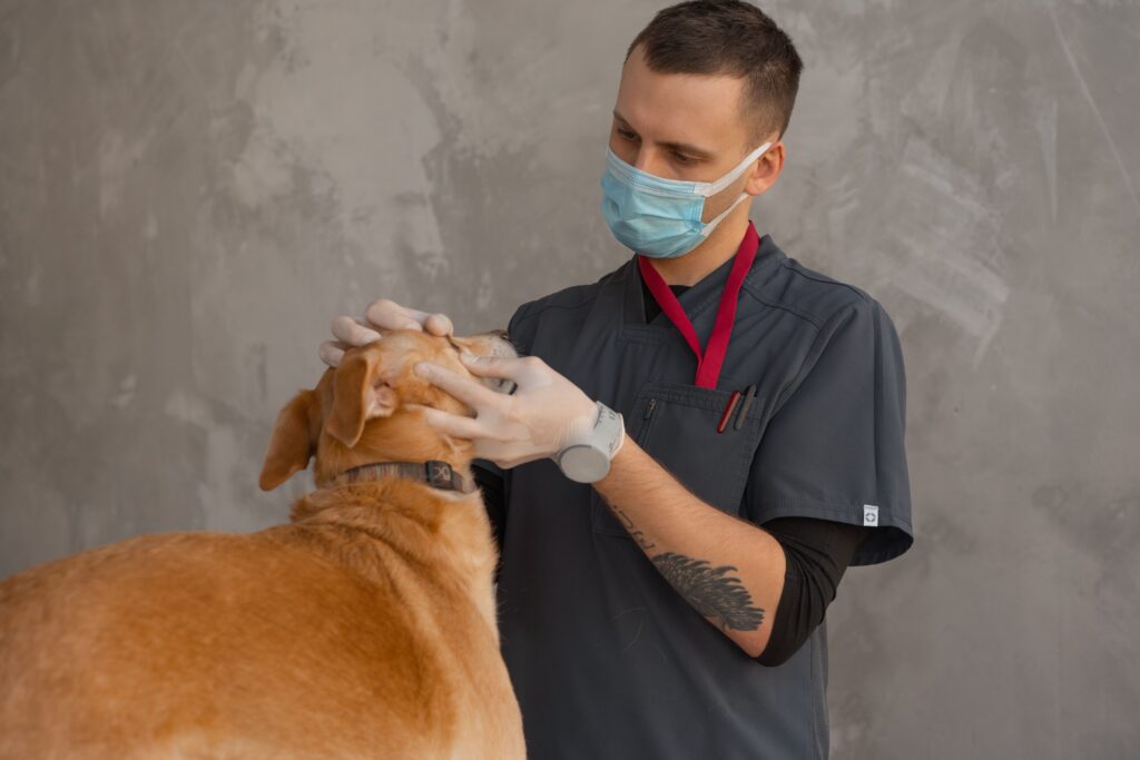 affordable vet care for a pet on a budget