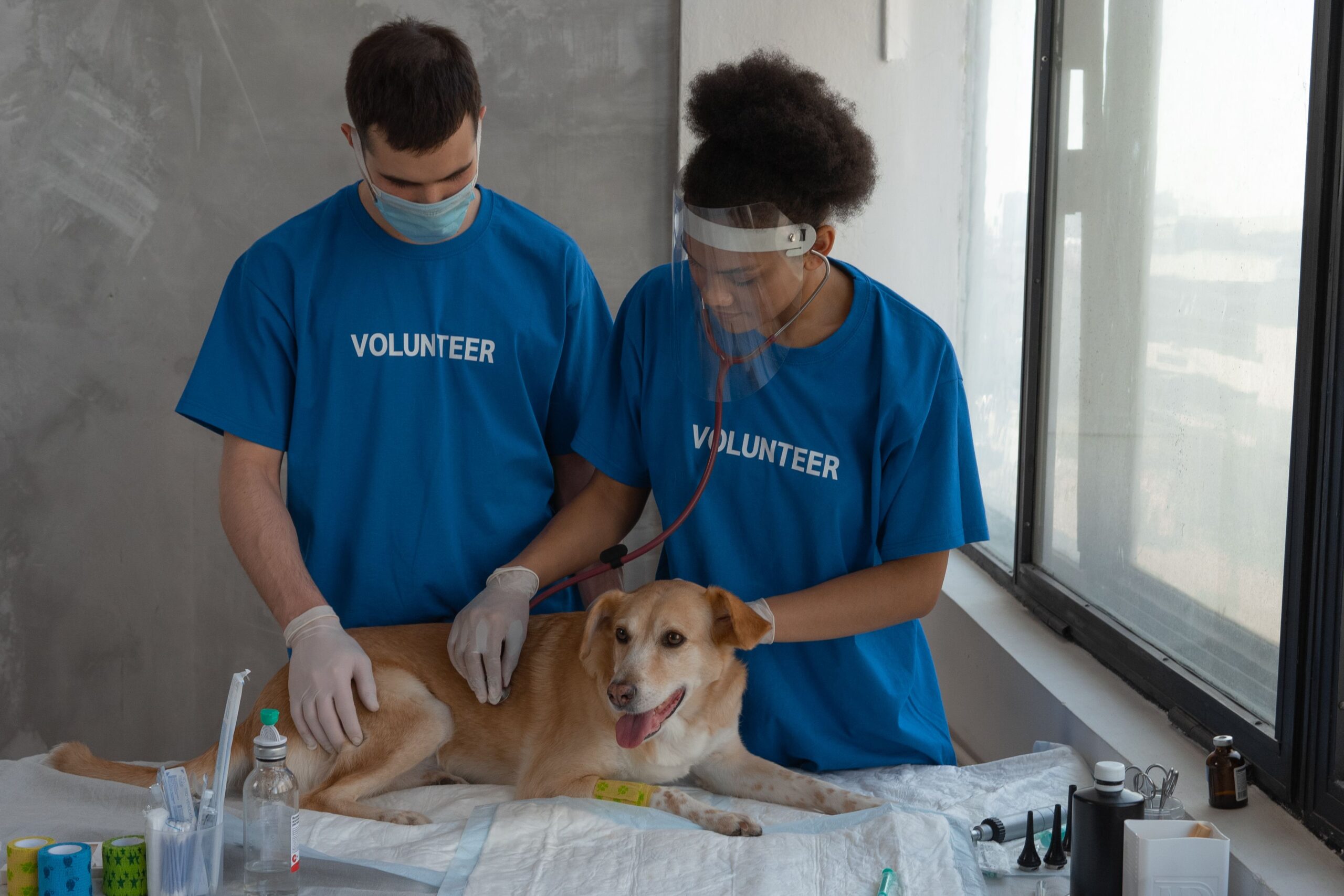vet examining a dog during a low-cost checkup