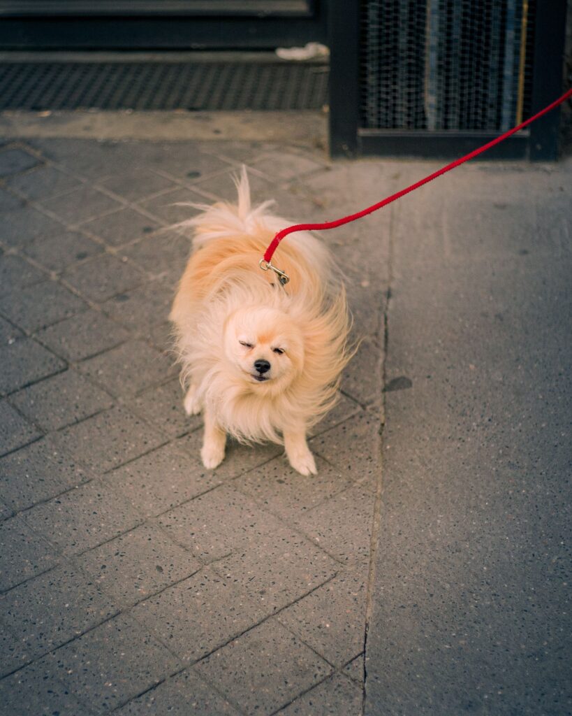 Small dog on a leash being walked on a city sidewalk