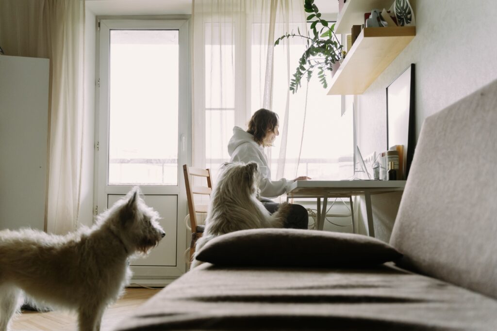 Working from home with pets in a small apartment office